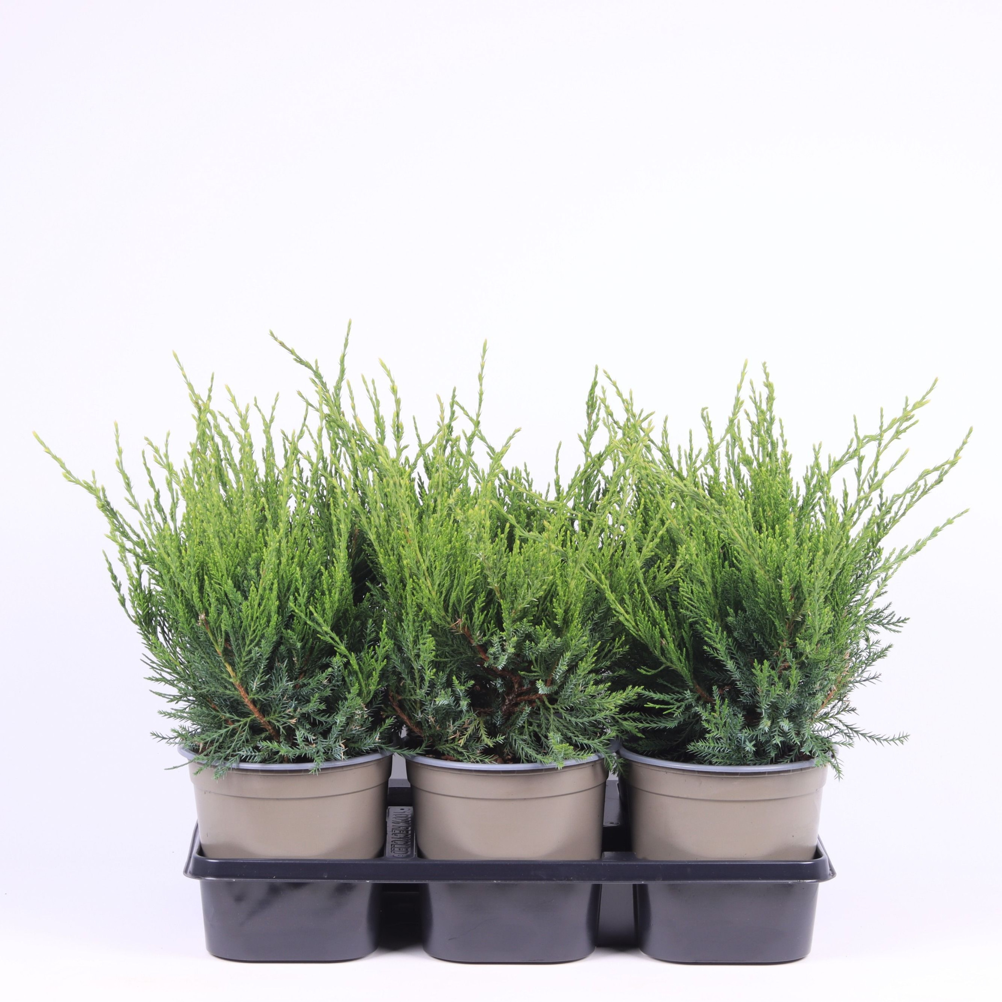 Juniperus x pfitzeriana 'Mint Julep', D 15 cm