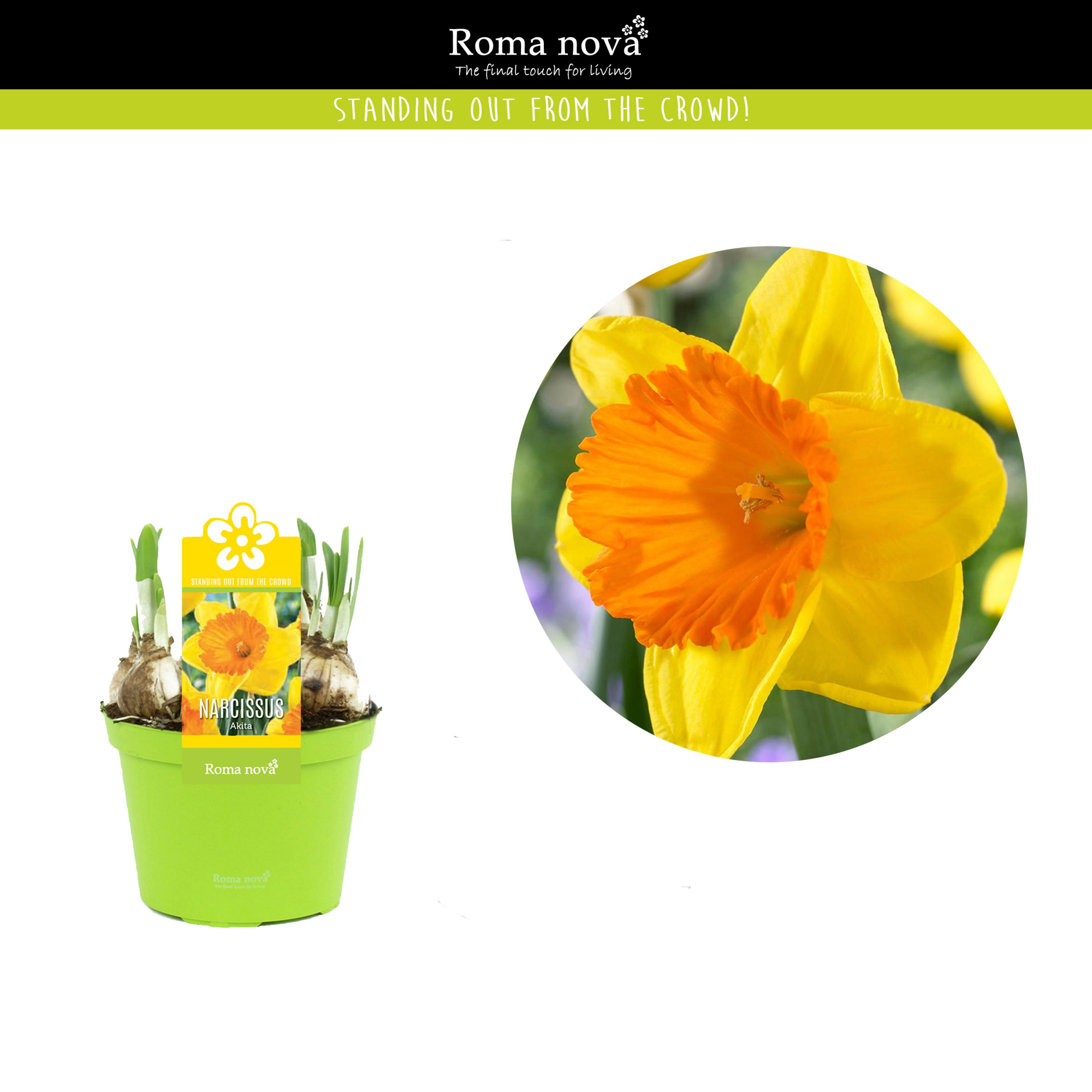 Narcissus Akita 12cm, D 12