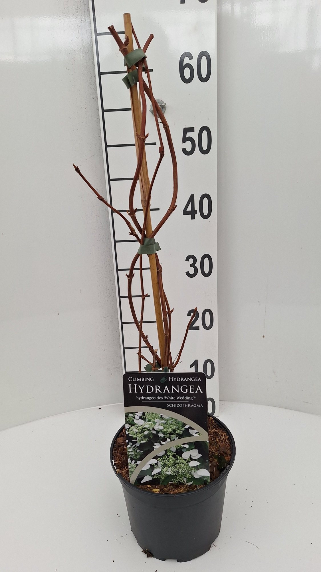 Schizophragma hydr. White Wedding, D 17