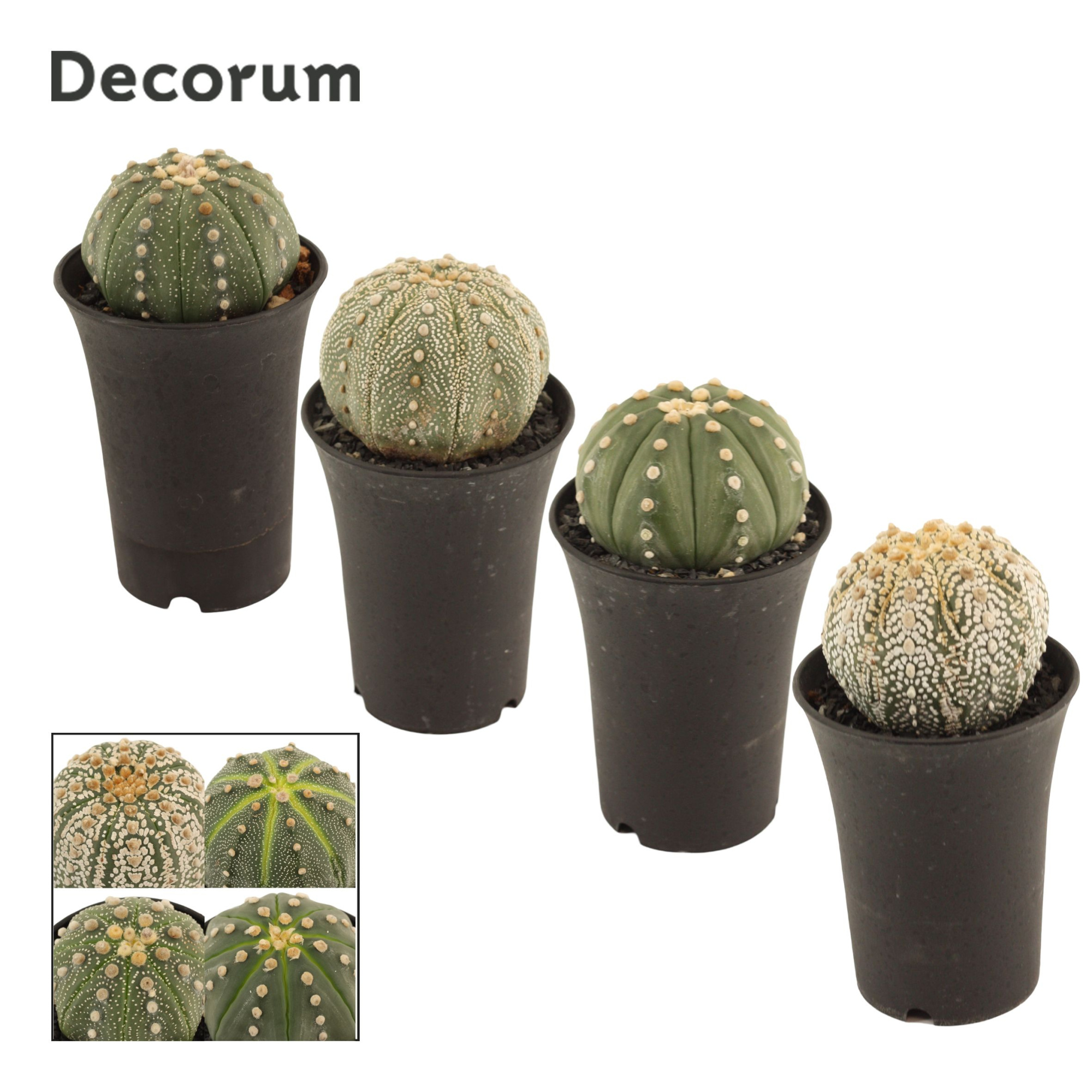 Astrophytum Asterias 7.5 cm (Decorum), D 7,5 cm