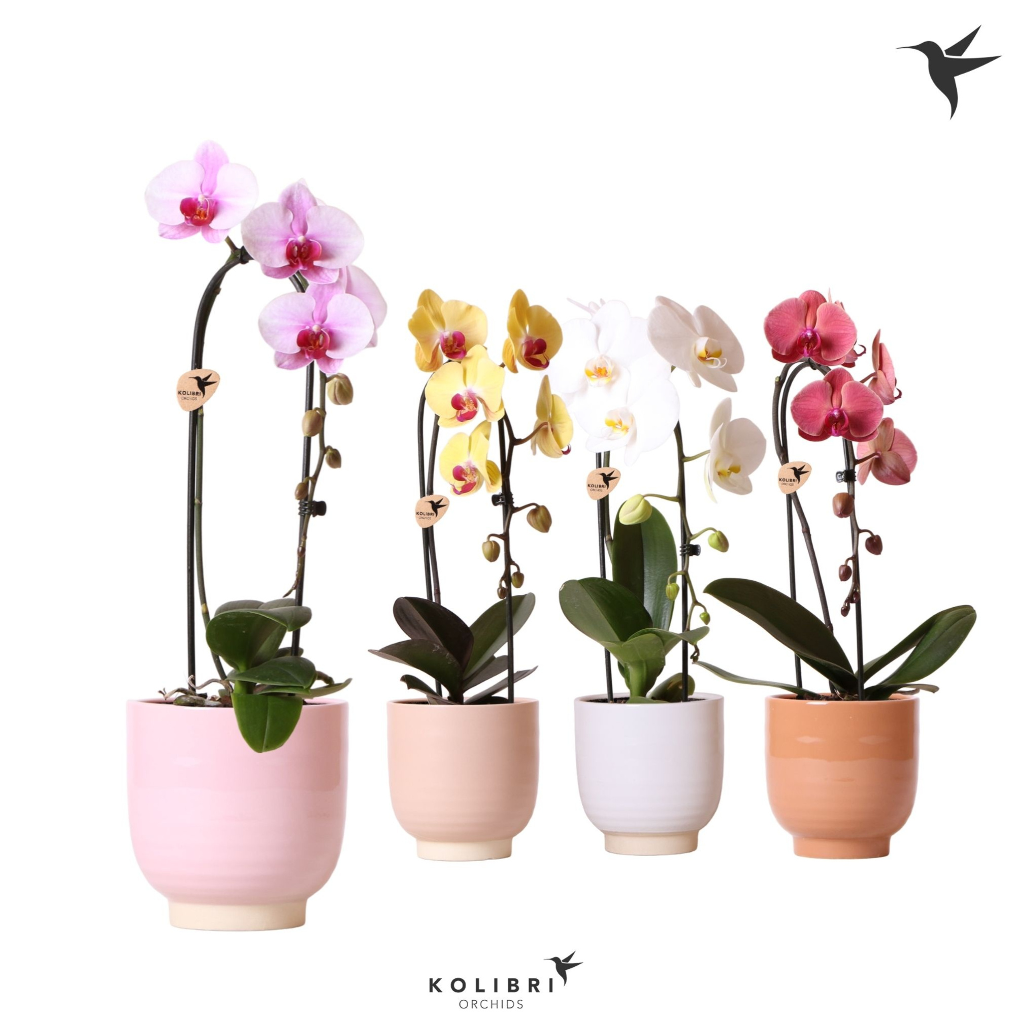 Kolibri Orchids Cascade Niagara Fall mix 1 spike in Glazed pot mix, D 12 cm