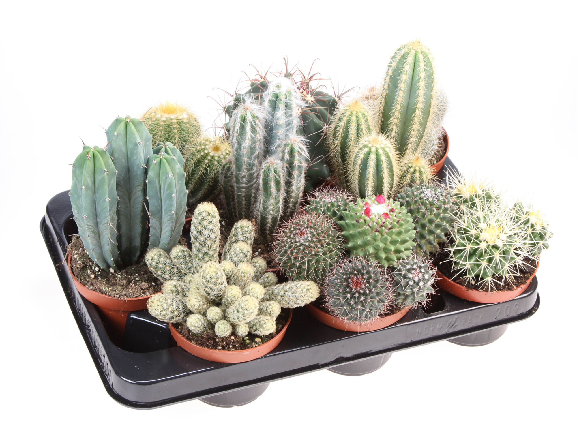 Cactus mix, D 10,5 cm