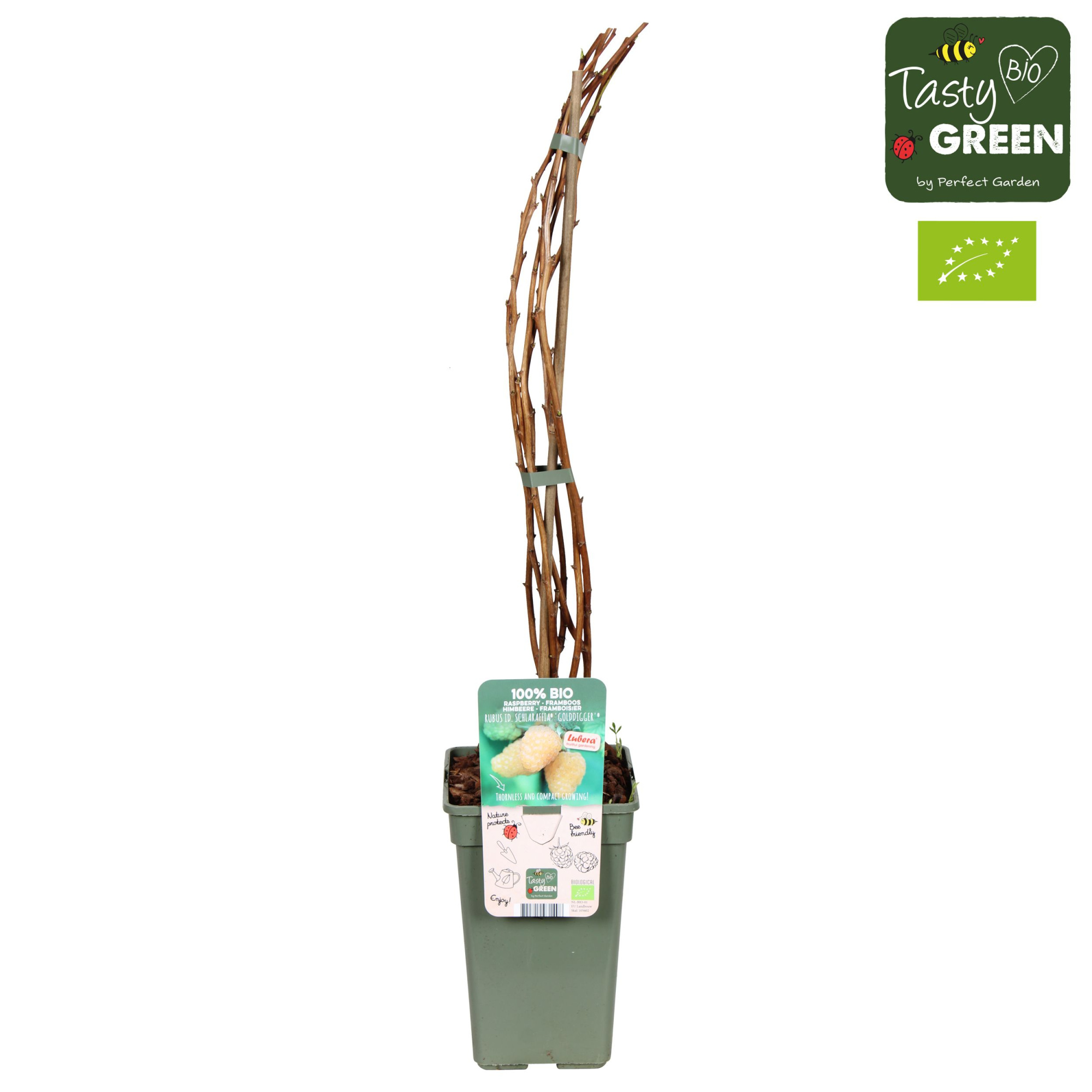 Rubus idaeus Schlaraffia 'Golddigger'® Bio P19, D 19 cm