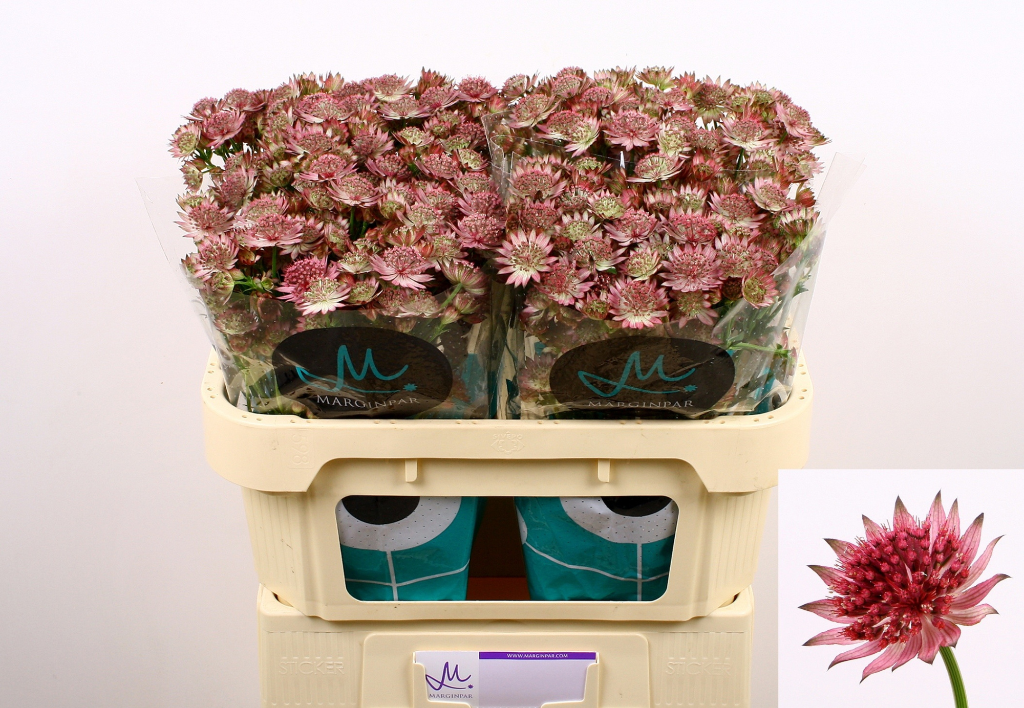 Астранция Рома 70, шт.