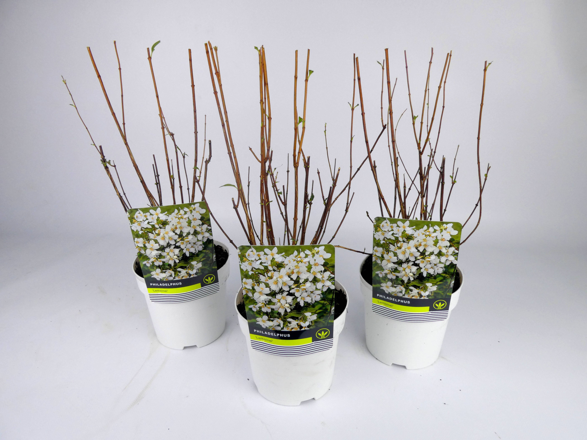 Deutzia 'Lemonei' Kleurpot, D 14