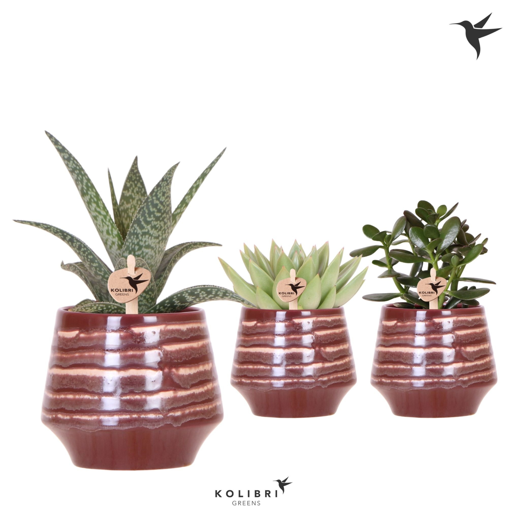 Kolibri Greens Succulenten mix in Moonstone pot red, D 9 cm