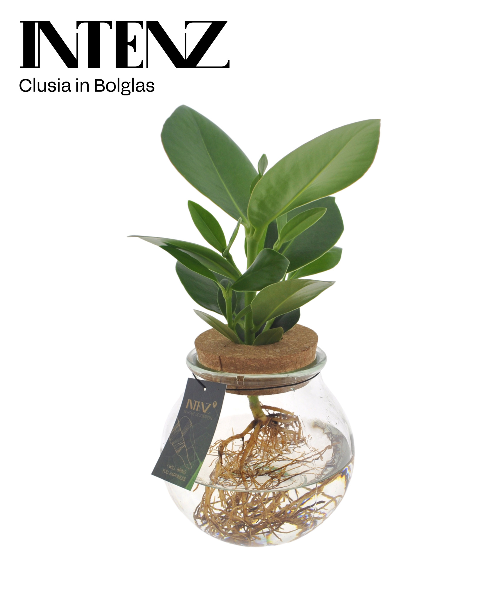 Clusia in Bolglas + klikkurk - levertijd: 24 uur, D 12 cm