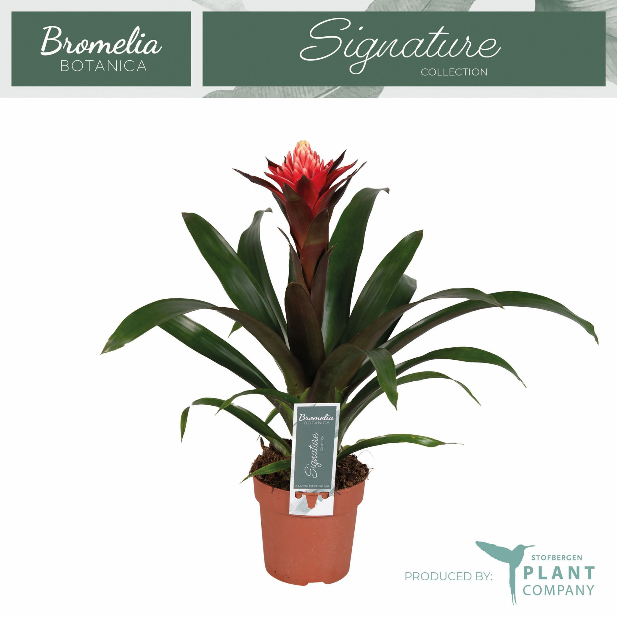Guzmania Redtix, D 12 cm