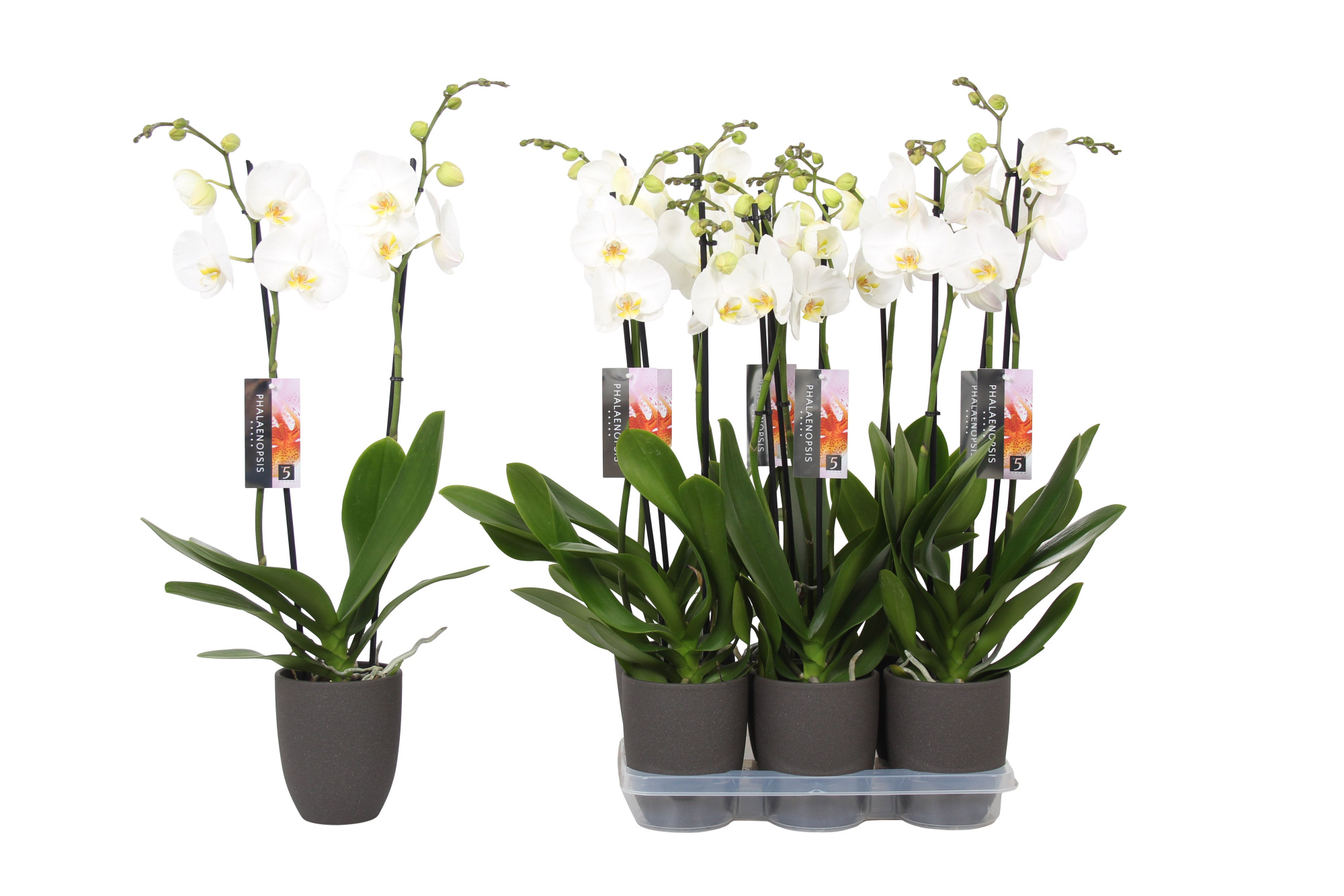 Phalaenopsis White, 2-spike Antracite Ceramics, D 12 cm