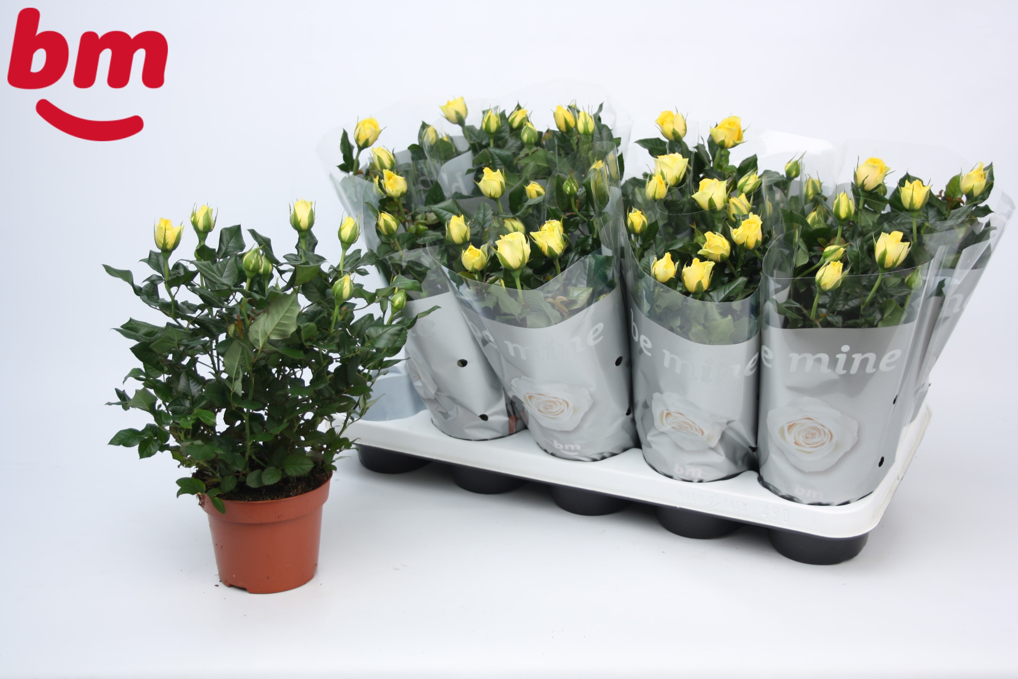 Rosa Yellow Beau Monde (12 cm), D 12