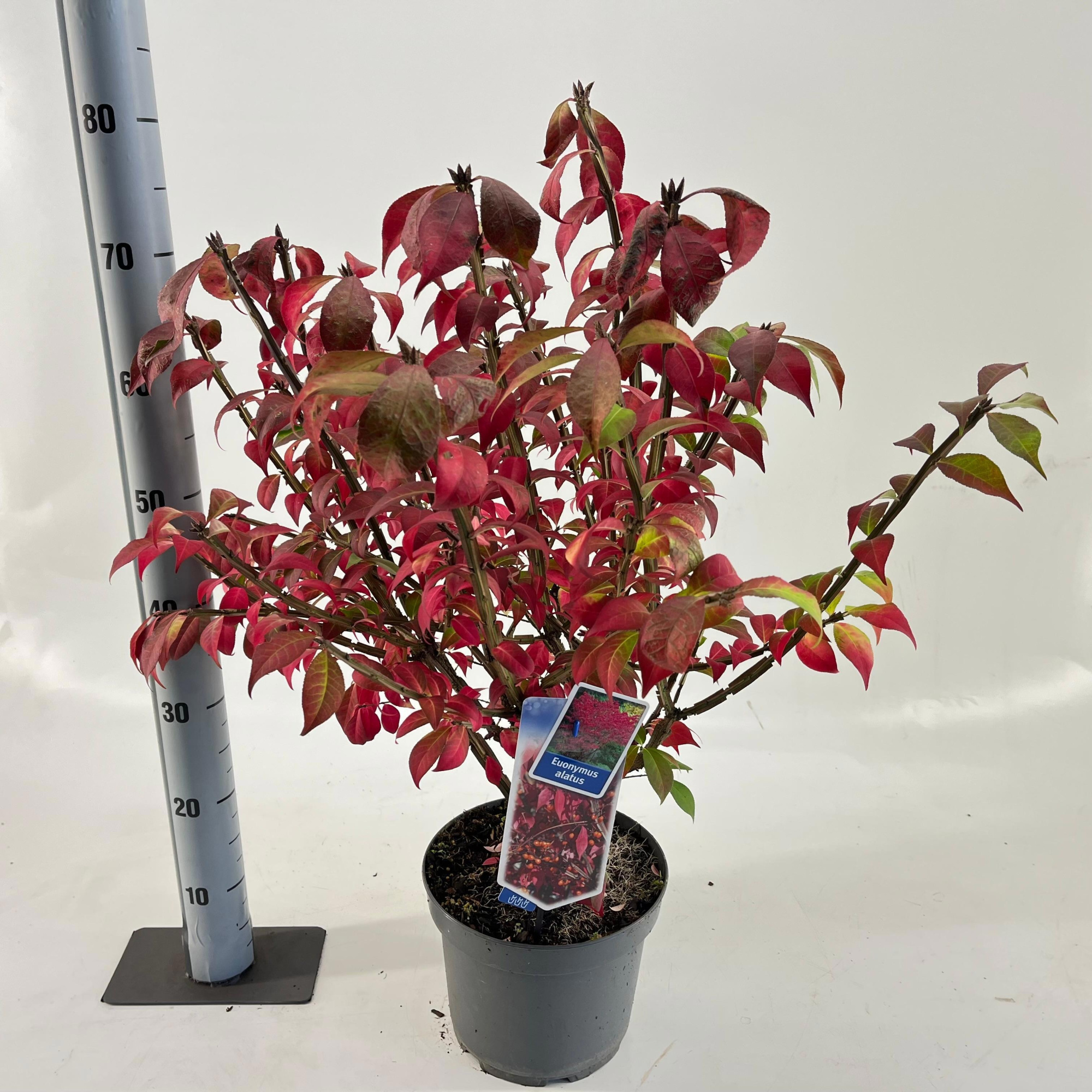 Euonymus alatus, D 23 cm
