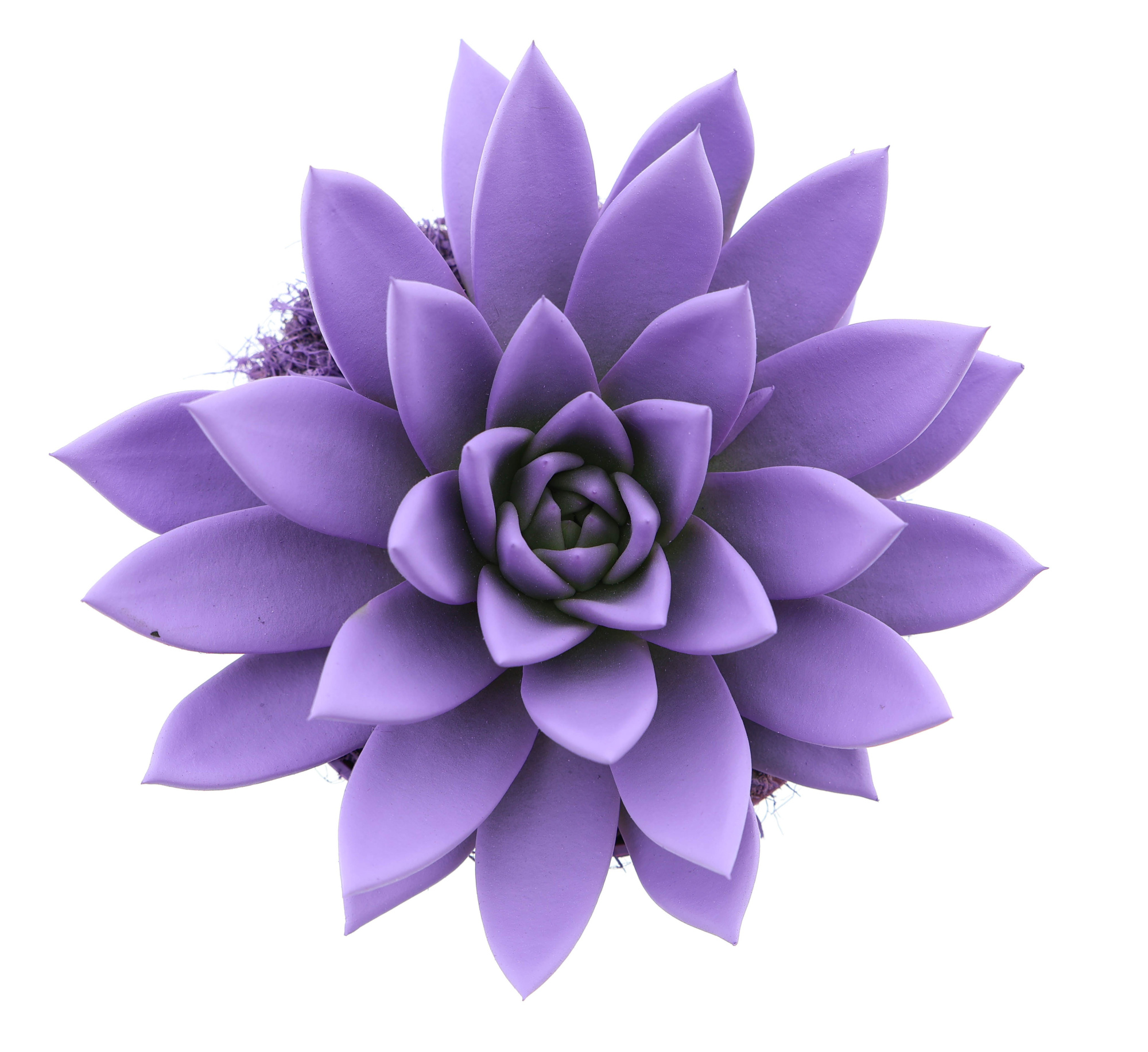 Rainbow purple, D 12 cm