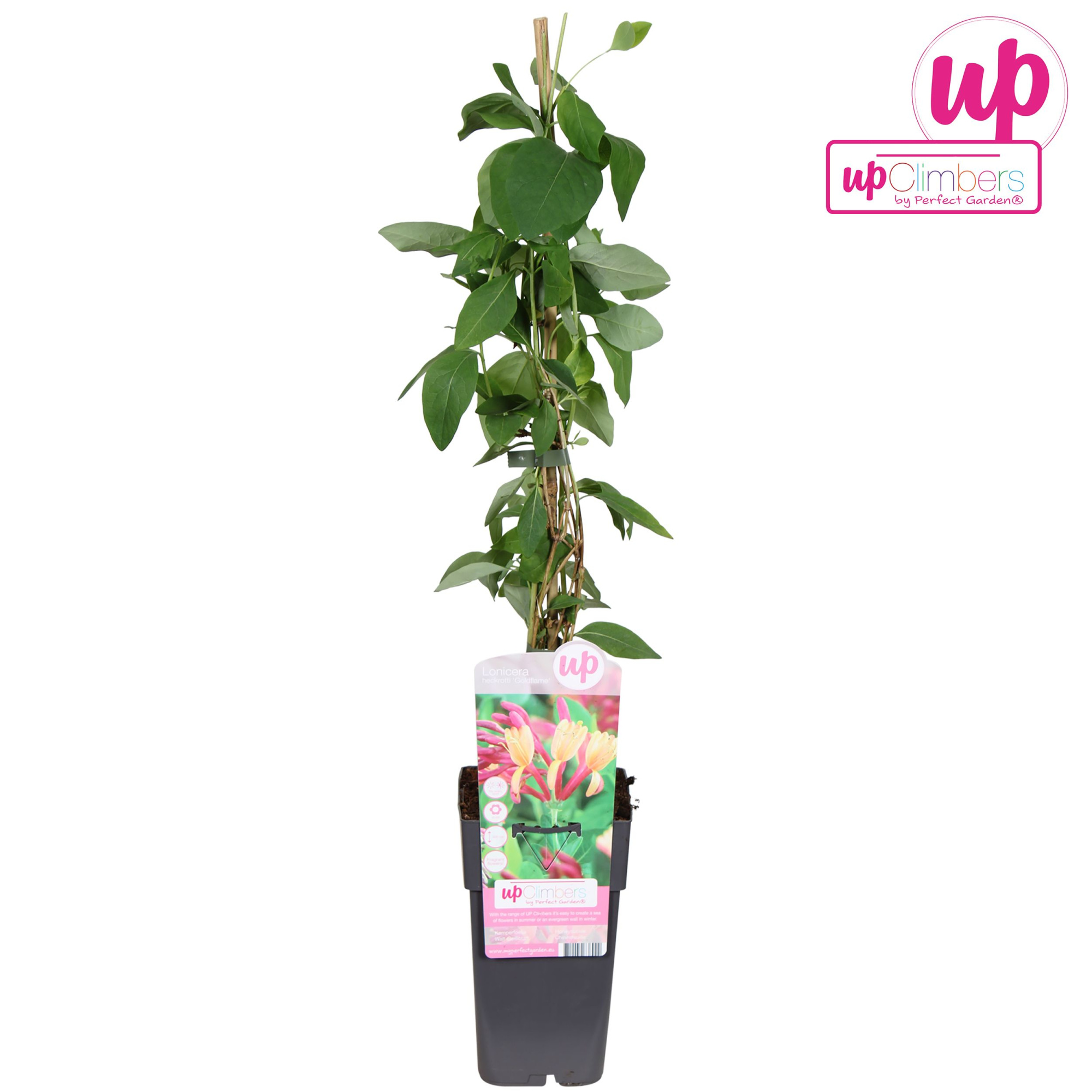 Lonicera heckrottii Goldflame P15, D 15 cm