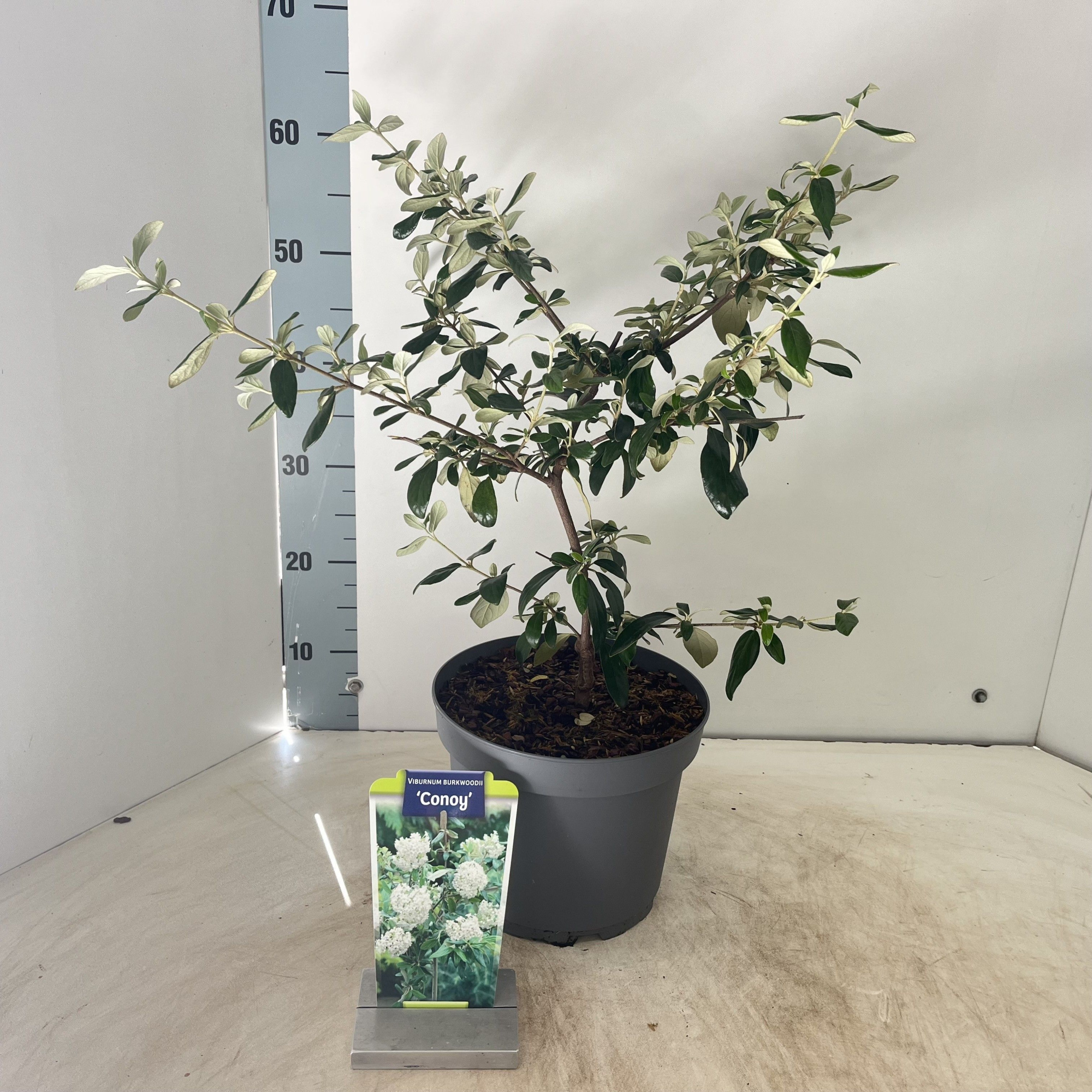 Viburnum burkw. 'Conoy', D 23 cm