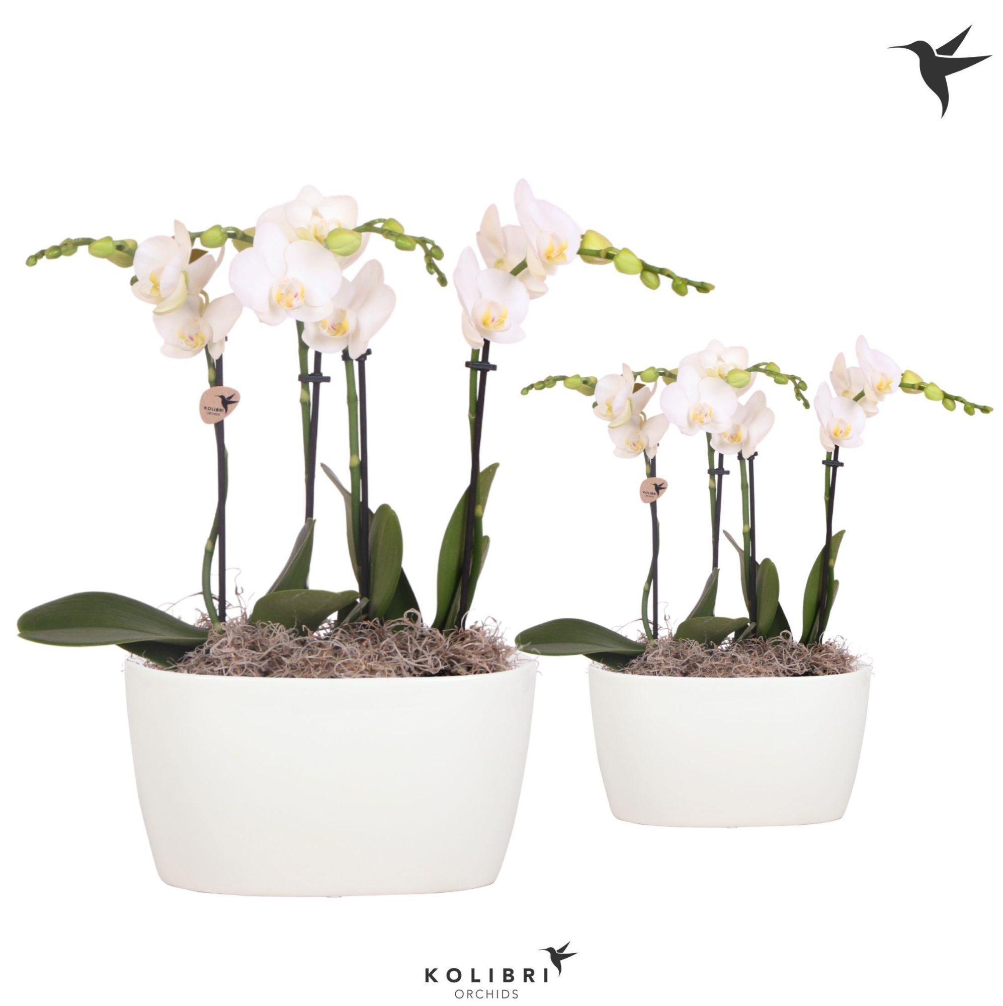 Kolibri Orchids Phalaenopsis white 4 spike in Oval Twins white, D 18 cm