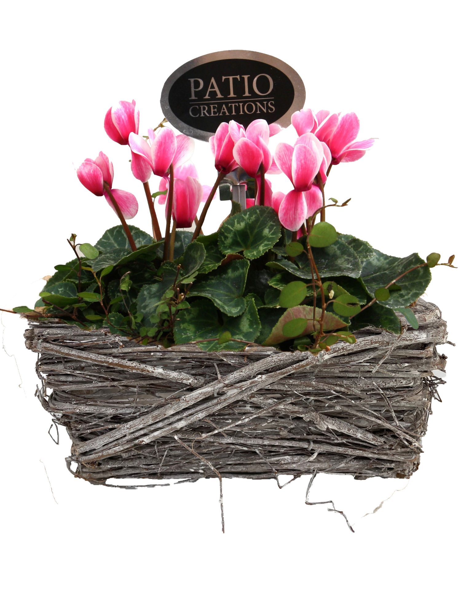 CYM843-9001 Cyclaam/Muehlenbeckia Matz S, D 20 cm