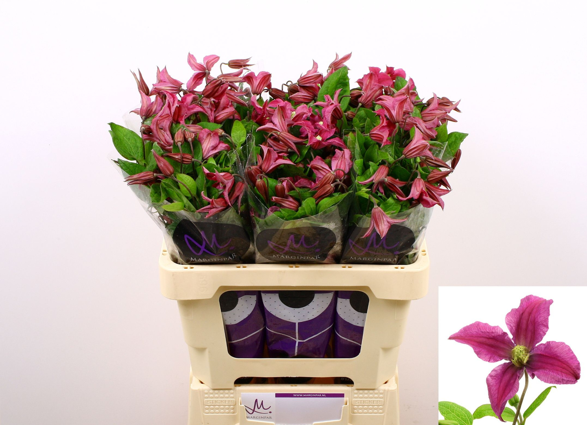 Клематис Эмейзин Киев 60 (ярко-роз.), шт.