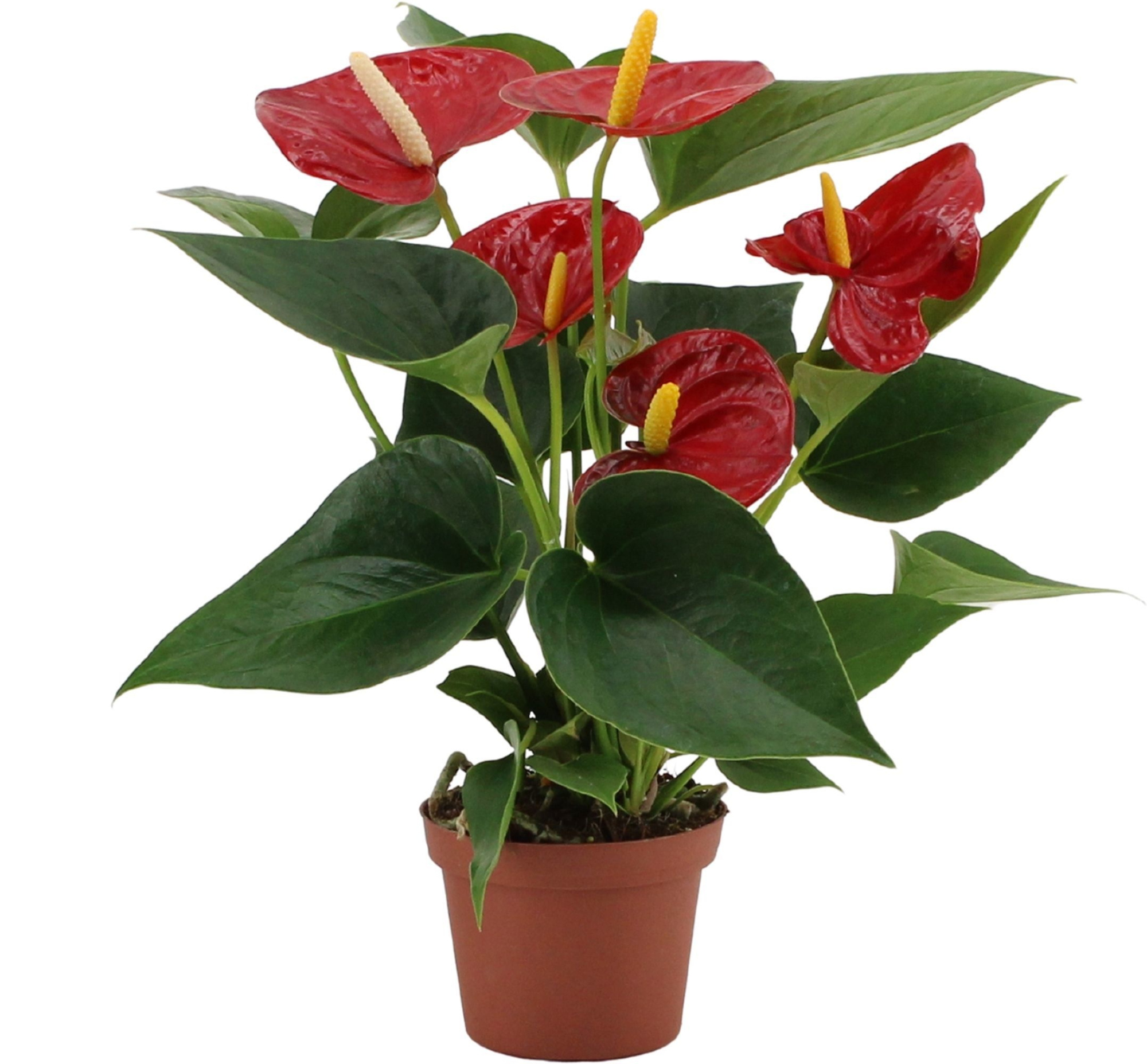 Anthurium Diamond Red in transparant sleeve, D 9 cm