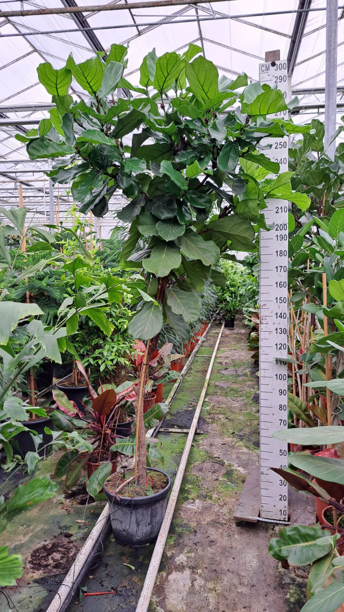 Ficus Lyrata dikke stam 300, D 45 cm