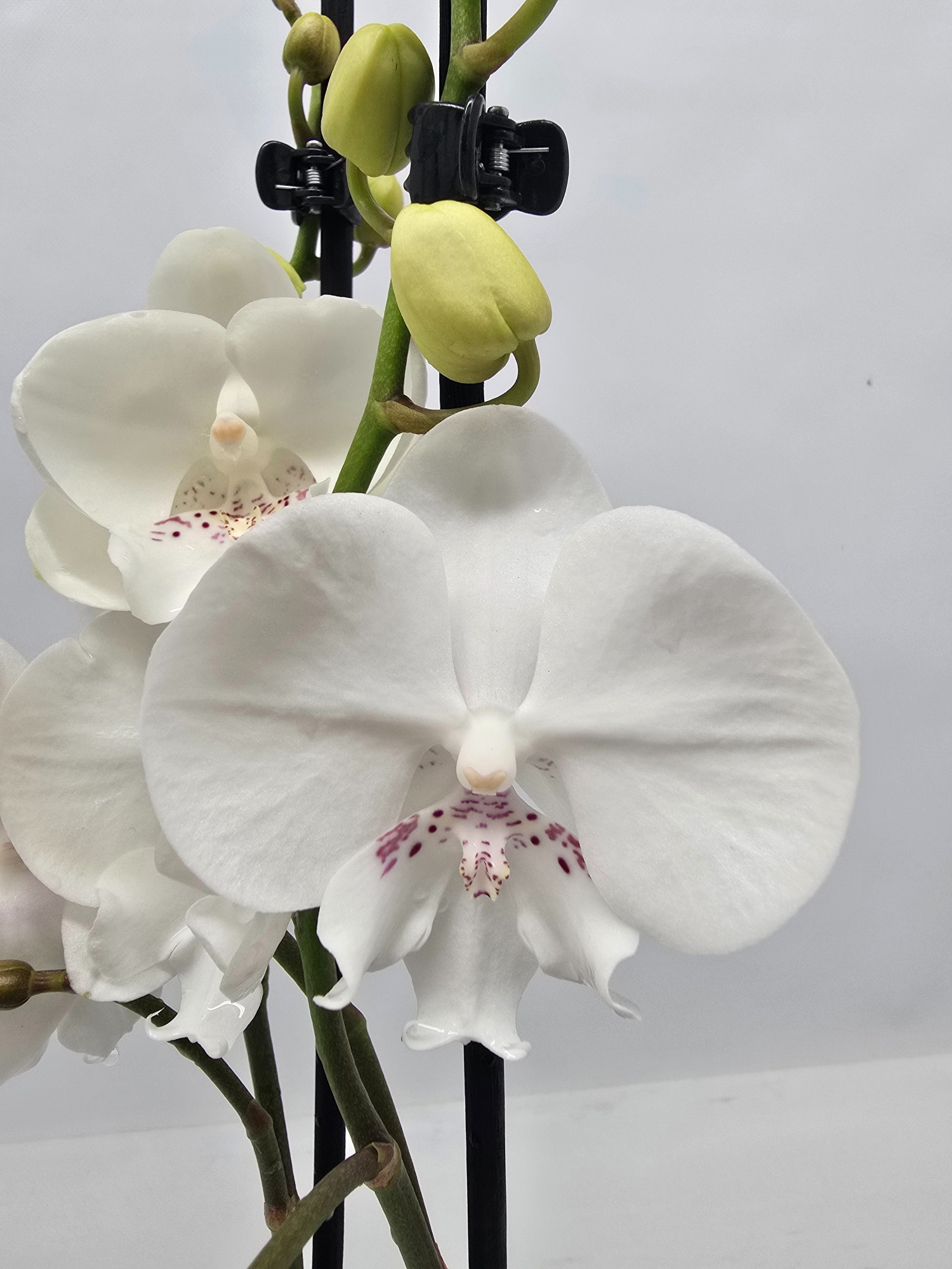 Limited 01 week 43, D 12 cm