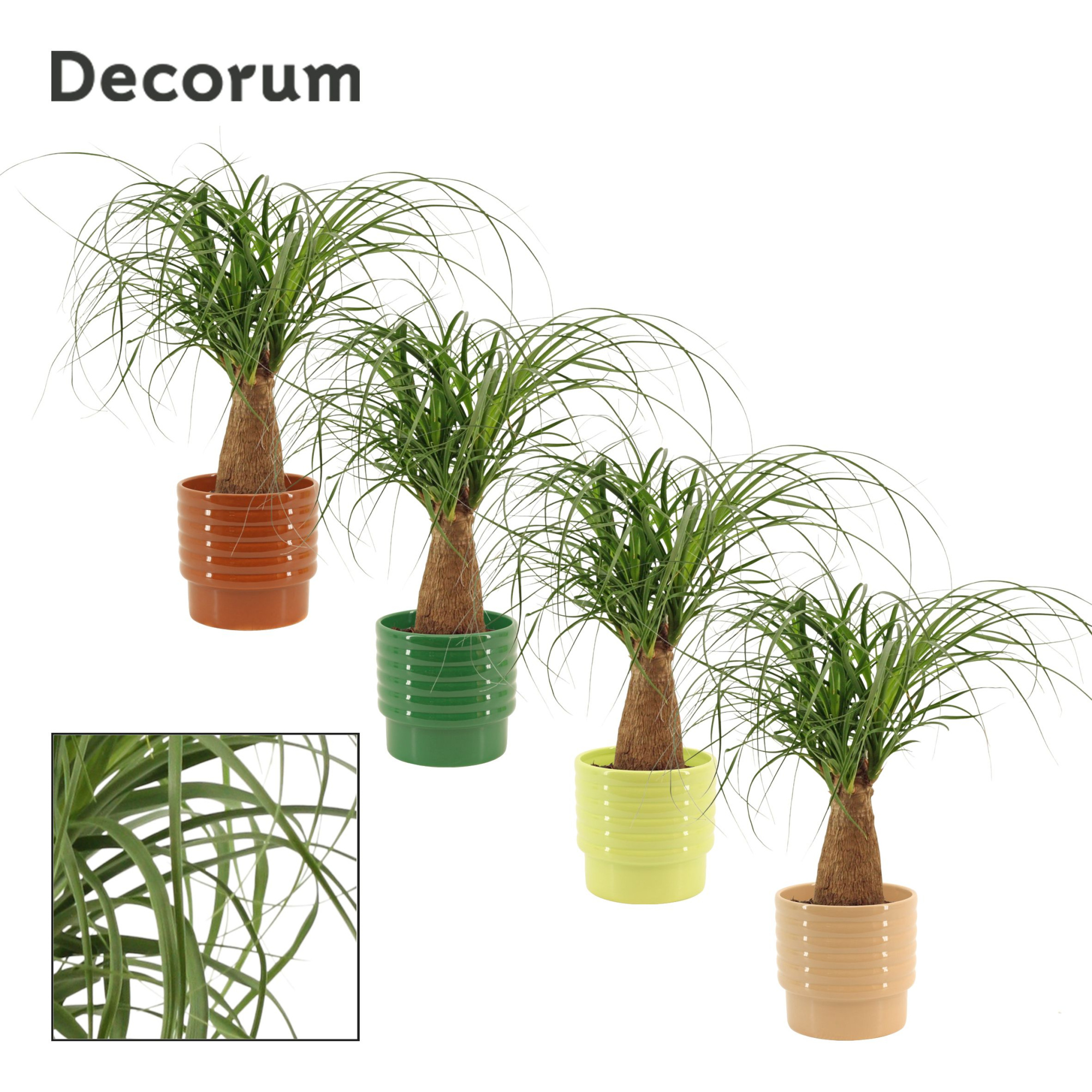 Beaucarnea recht 12 cm in Naemi (Natural bubble-collection), D 12 cm