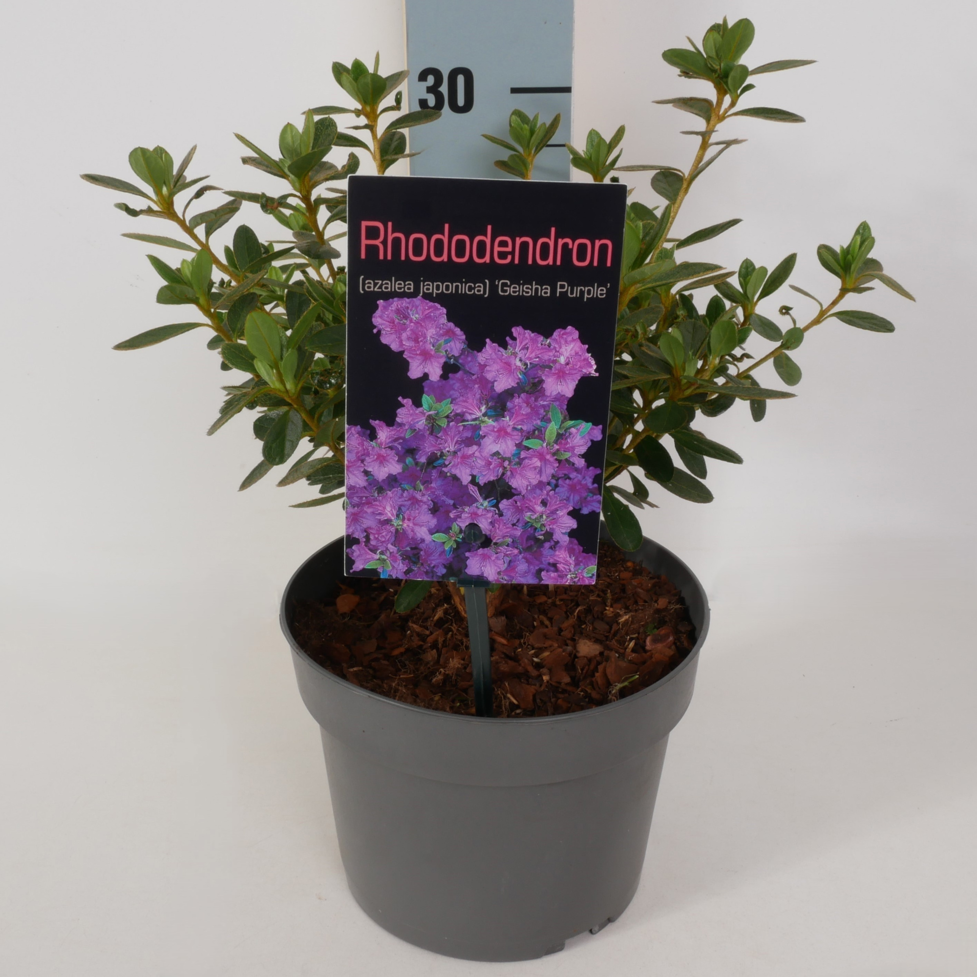 Rhododendron (AJ) 'Geisha Purple' P17, D 17