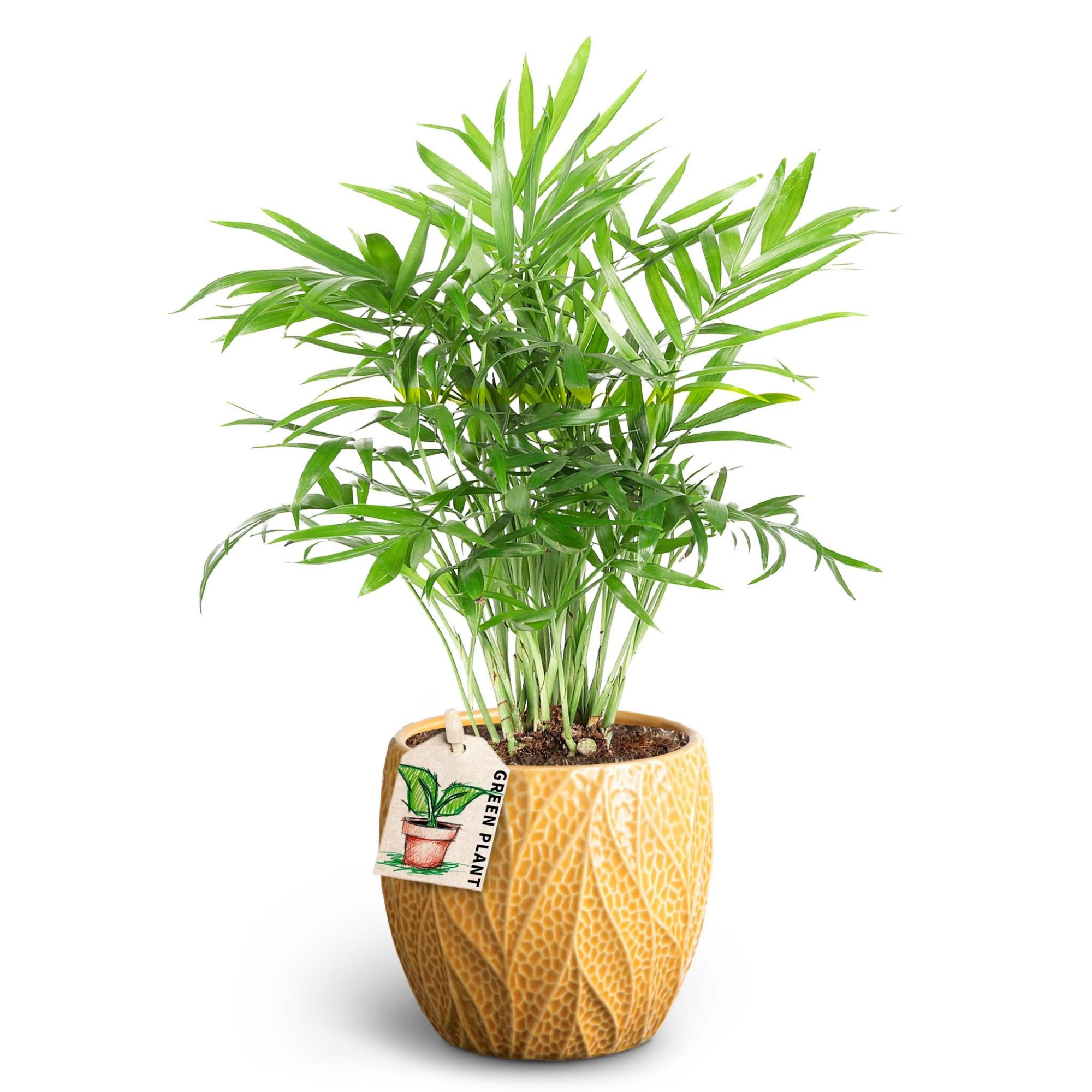 Leaf Tangerine, Chamaedorea, D 10 cm