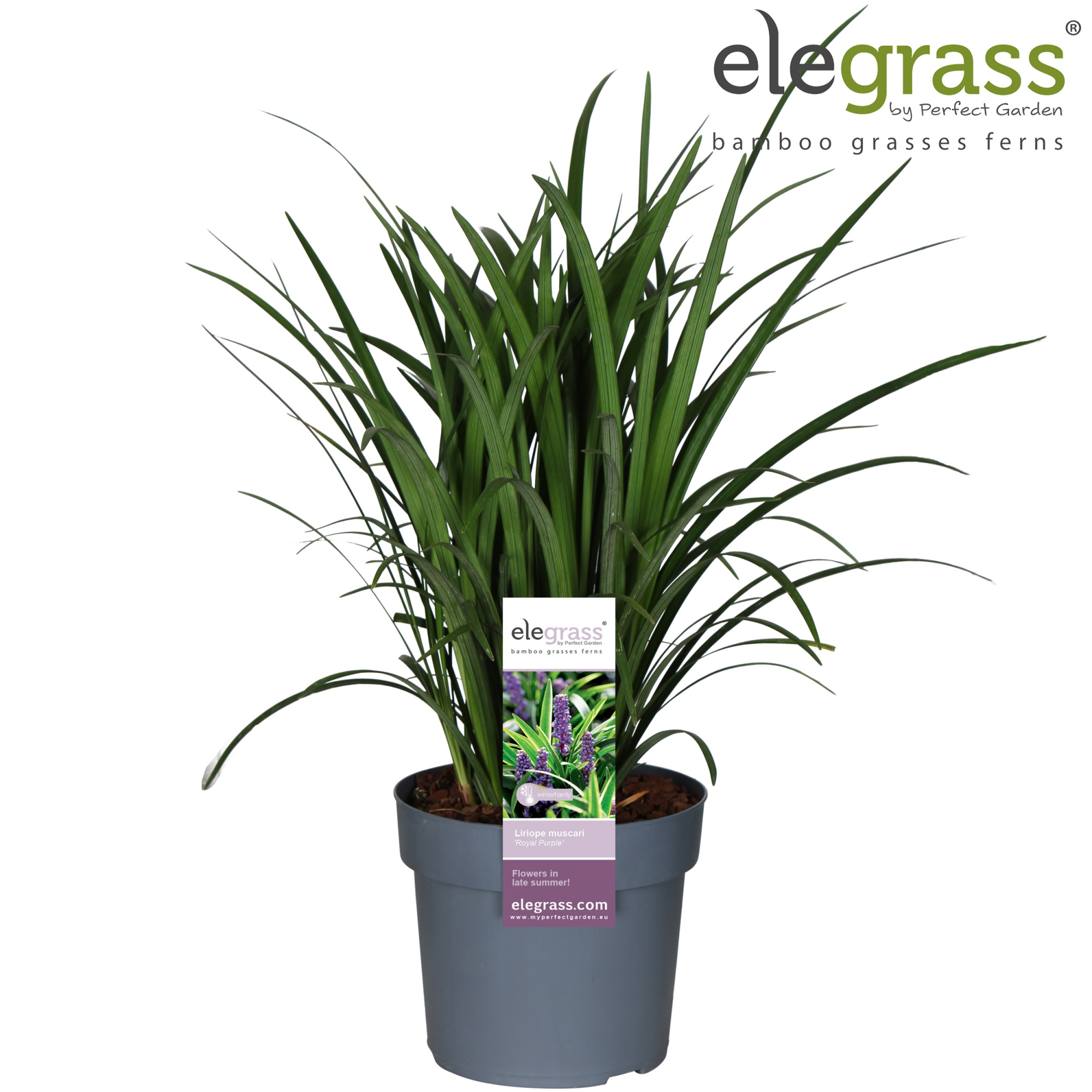 Liriope muscari 'Royal Purple' P19, D 19 cm