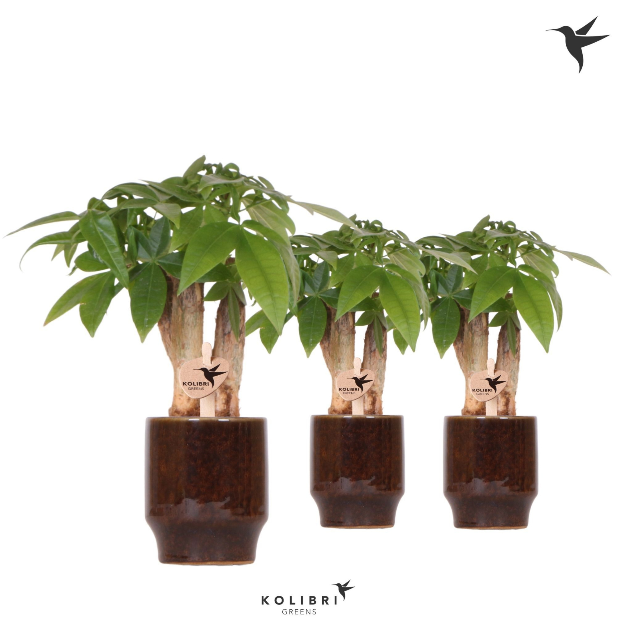 Kolibri Greens Pachira in Classy pot brown, D 6
