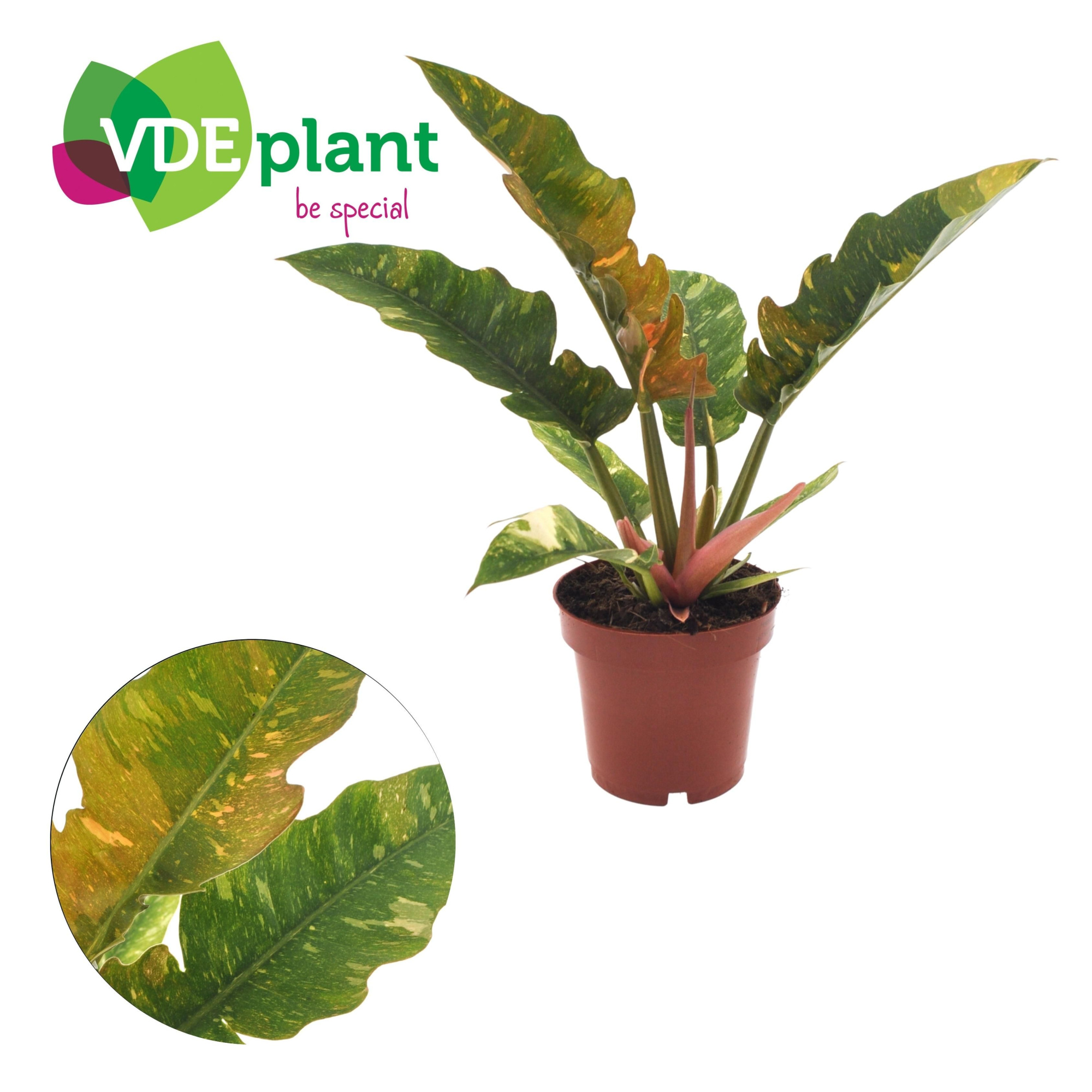 Philodendron Ring of Fire, D 12 cm