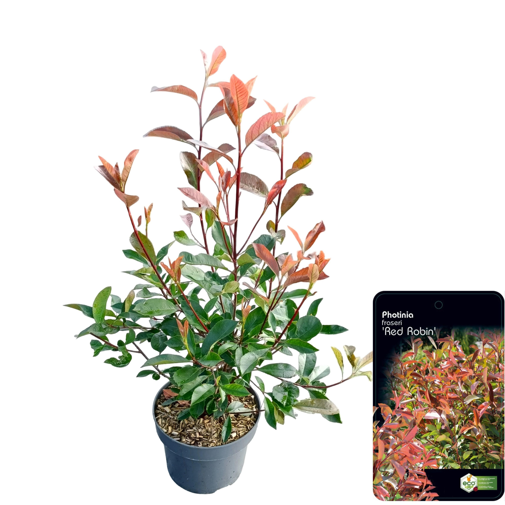 Photinia fras. 'Red Robin', D 23 cm