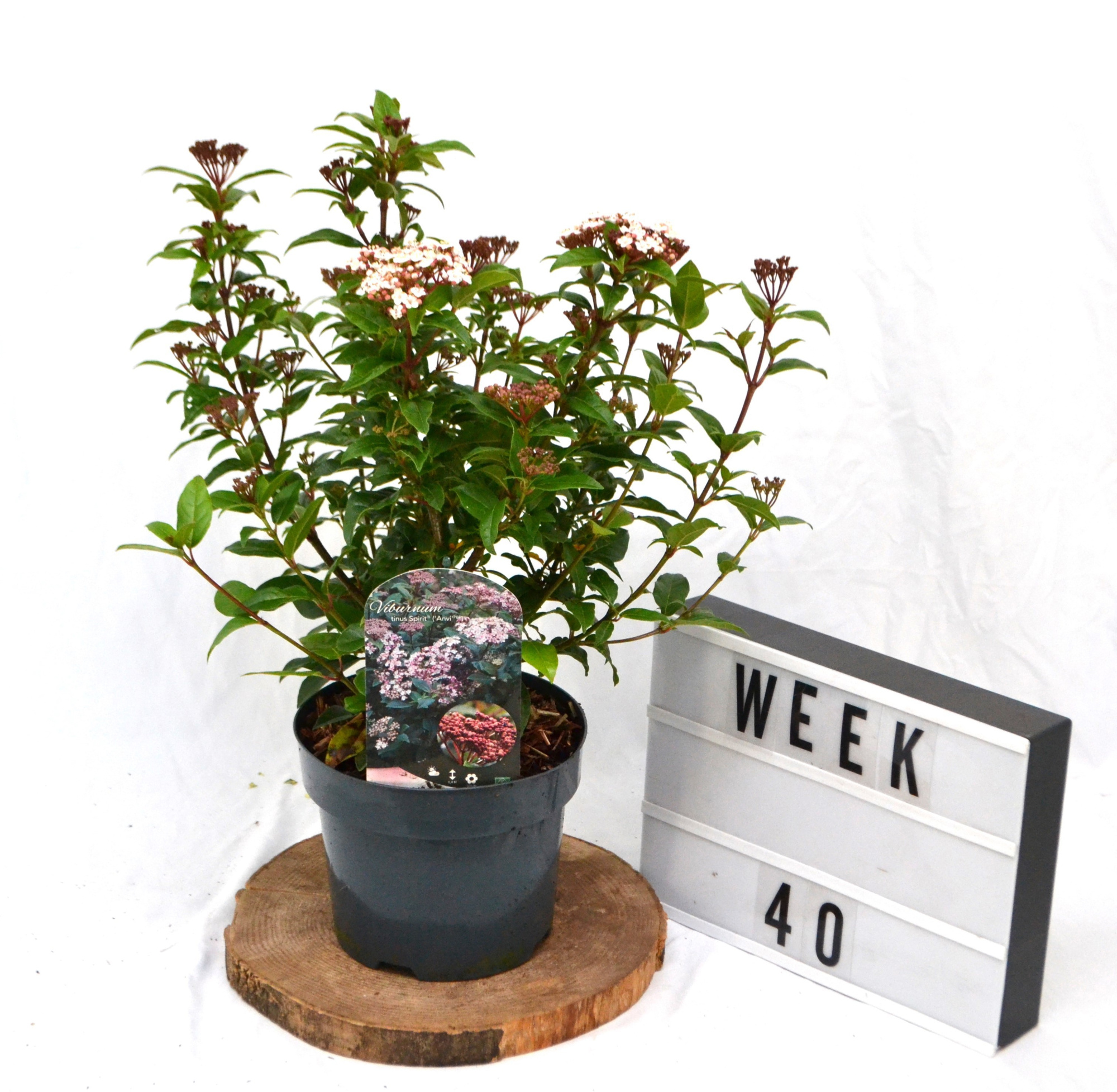 Viburnum tinus Spirit C3 30/40, D 19 cm