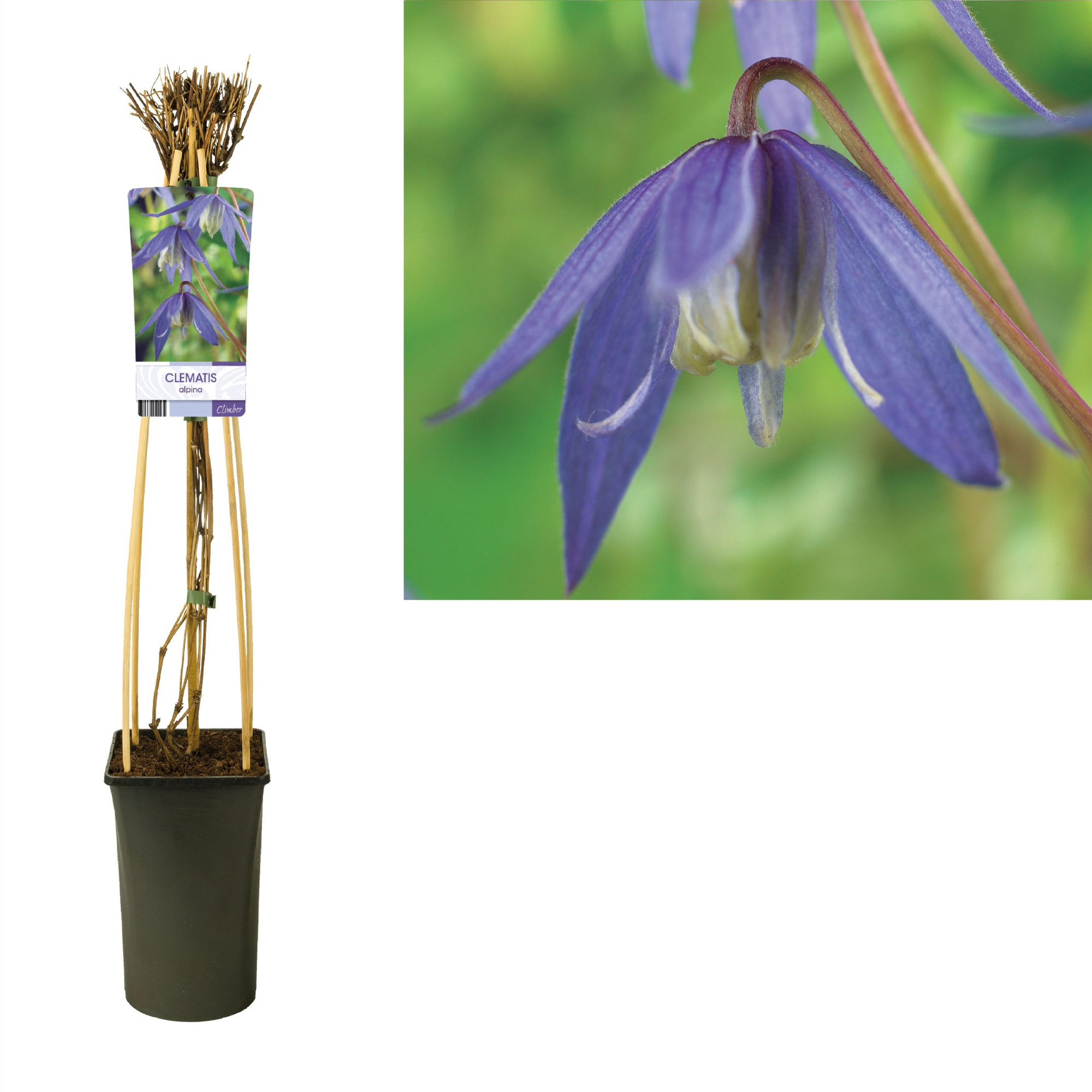 Clematis alpina +light label, D 17