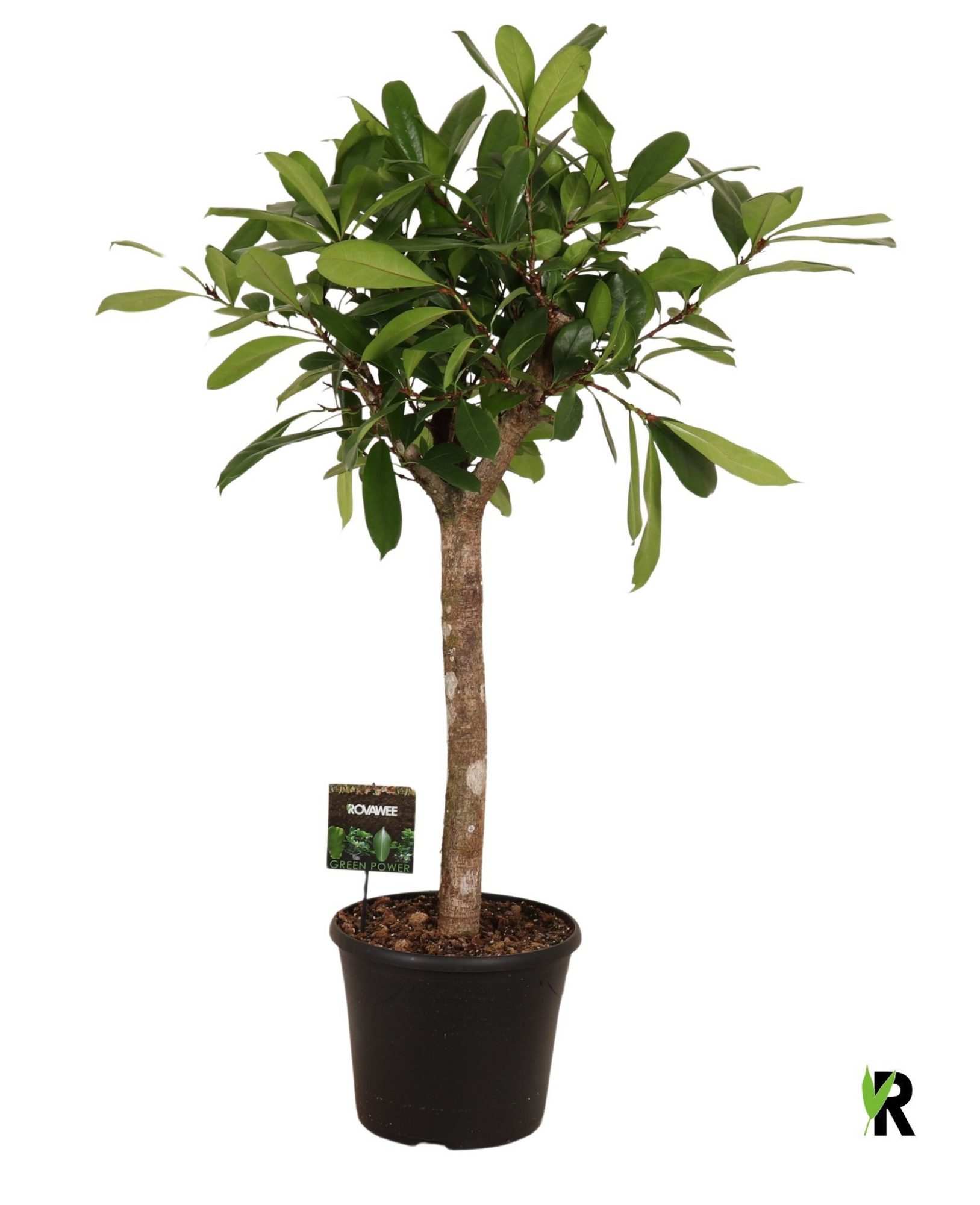 Ficus Cyathistipula op stam, D 32 cm