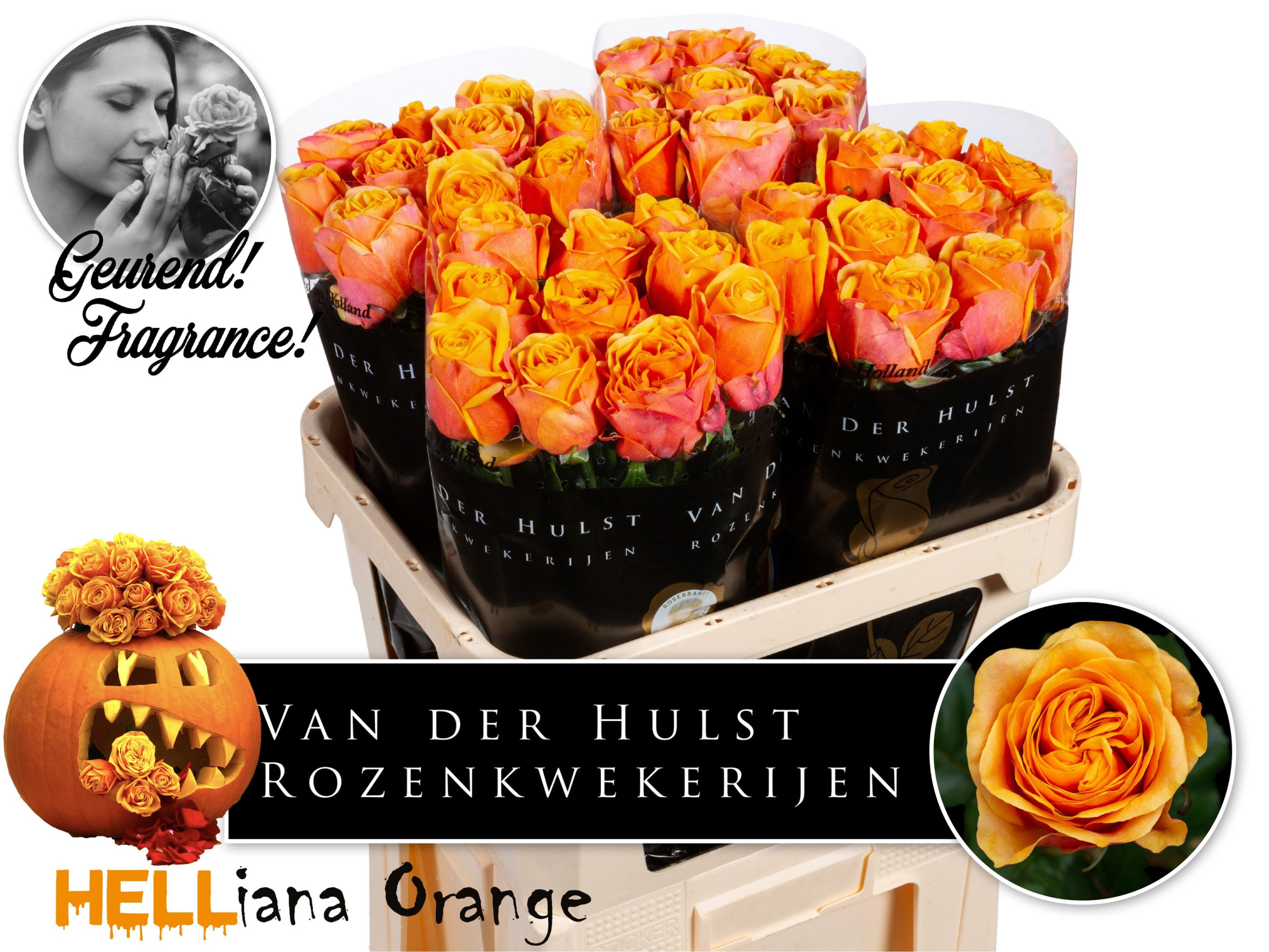 Роза од. Хлебана Оранж+ 80, шт.