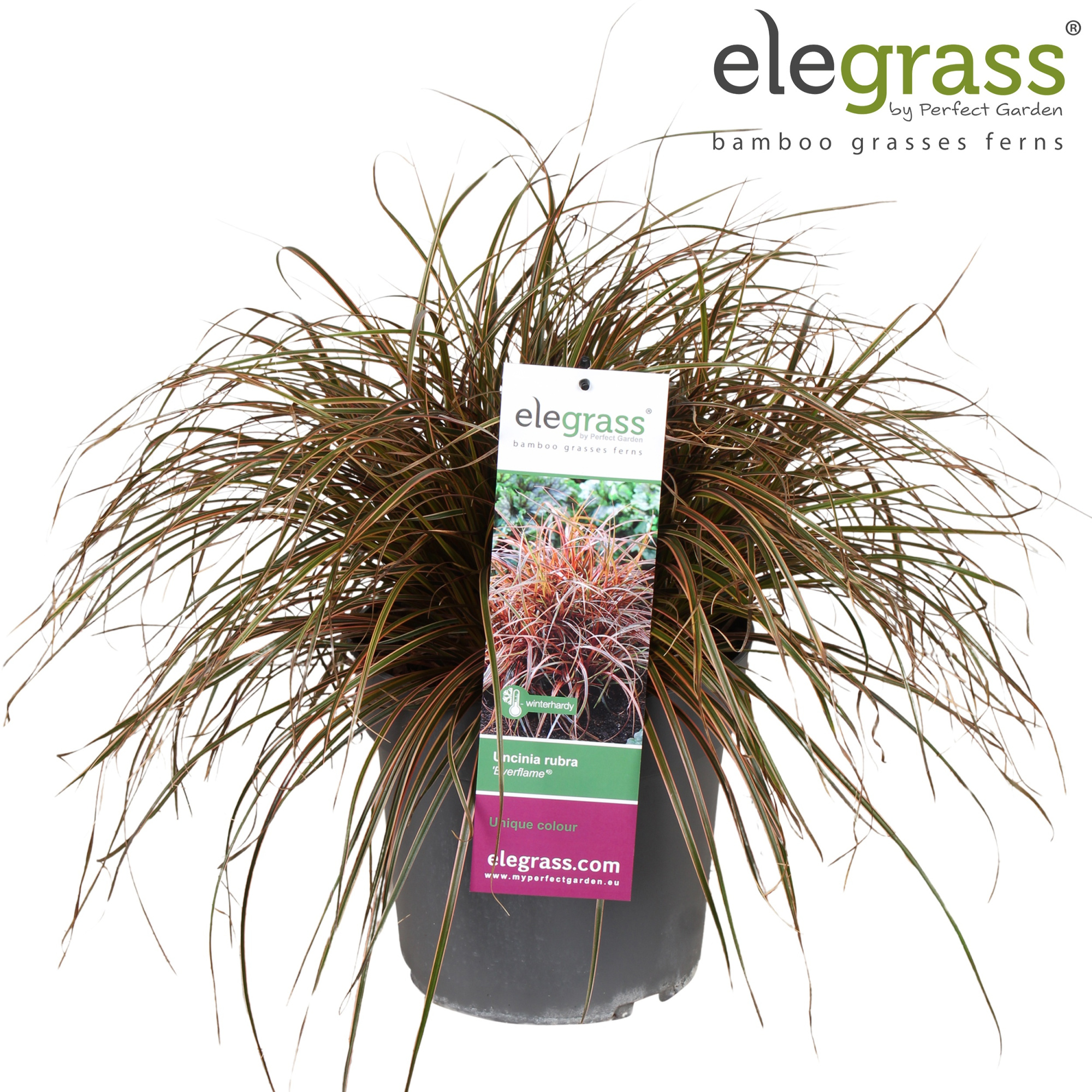 Uncinia rubra 'Everflame' P23, D 23