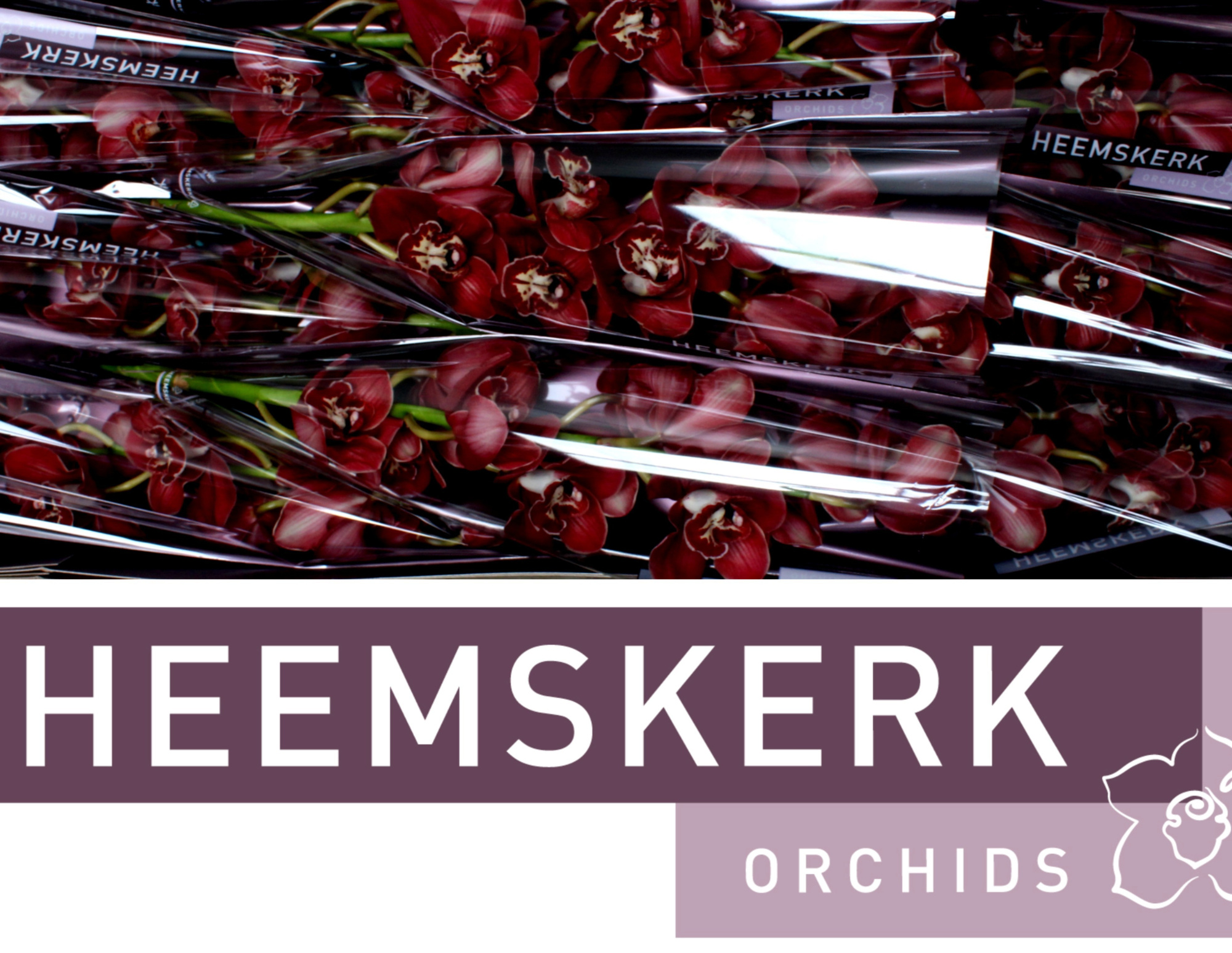 Цимбидиум Флеймфлор x9 60, шт.