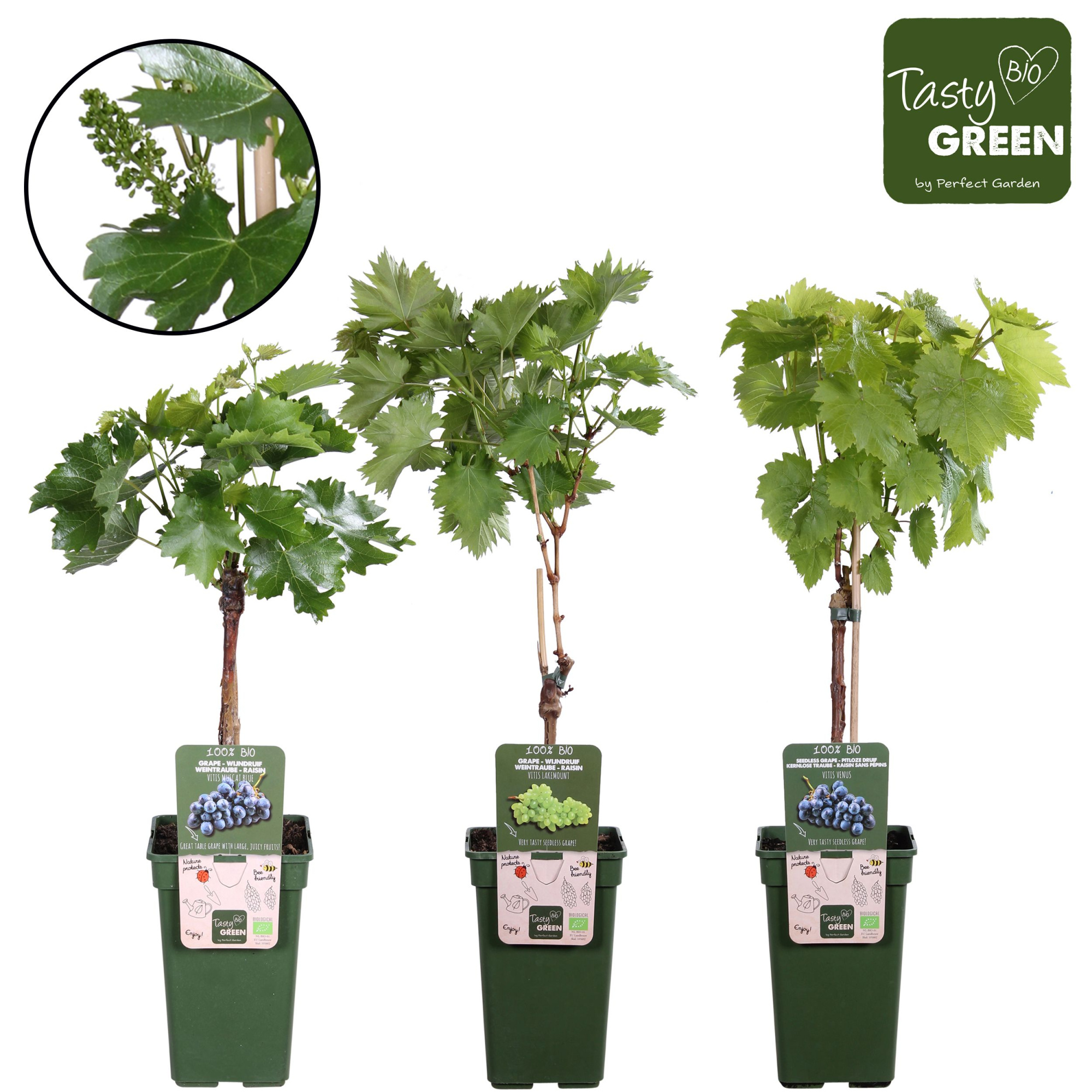 Vitis mix laag Bio P19, D 19 cm