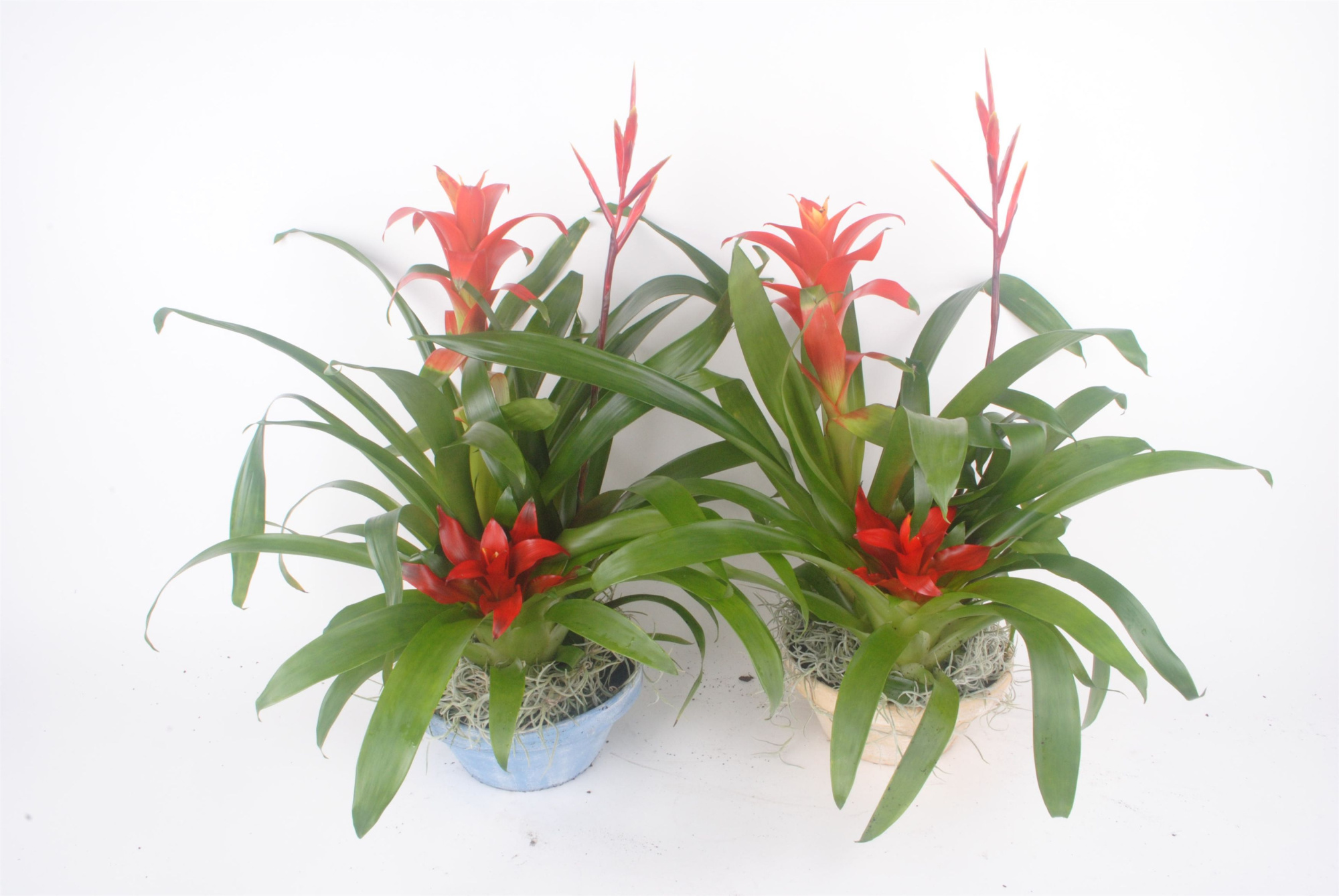 Bromelia schaal steen, D 14
