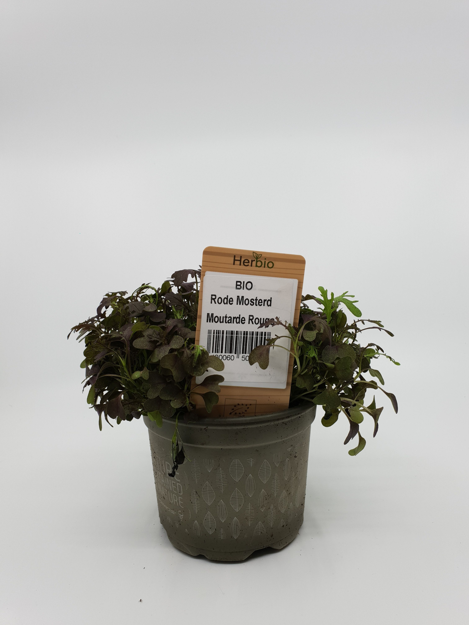 Mosterdfrills rood P12 HERBIO steker, D 12 cm