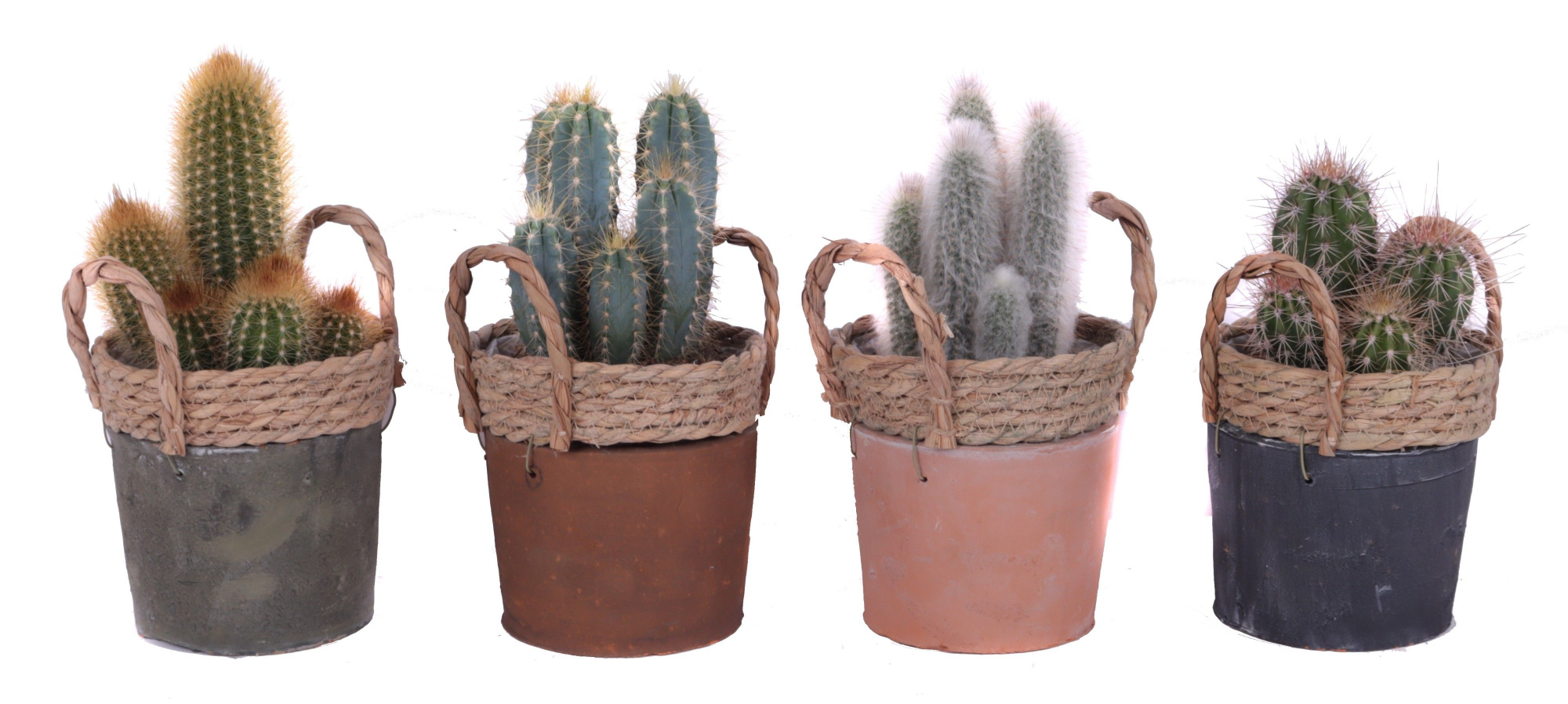 Cactus mix 12 cm in kiribati pot, D 14 cm