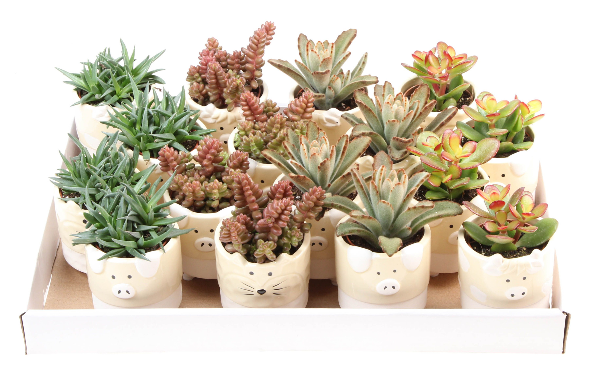 Succulenten mix dierenpot, D 7