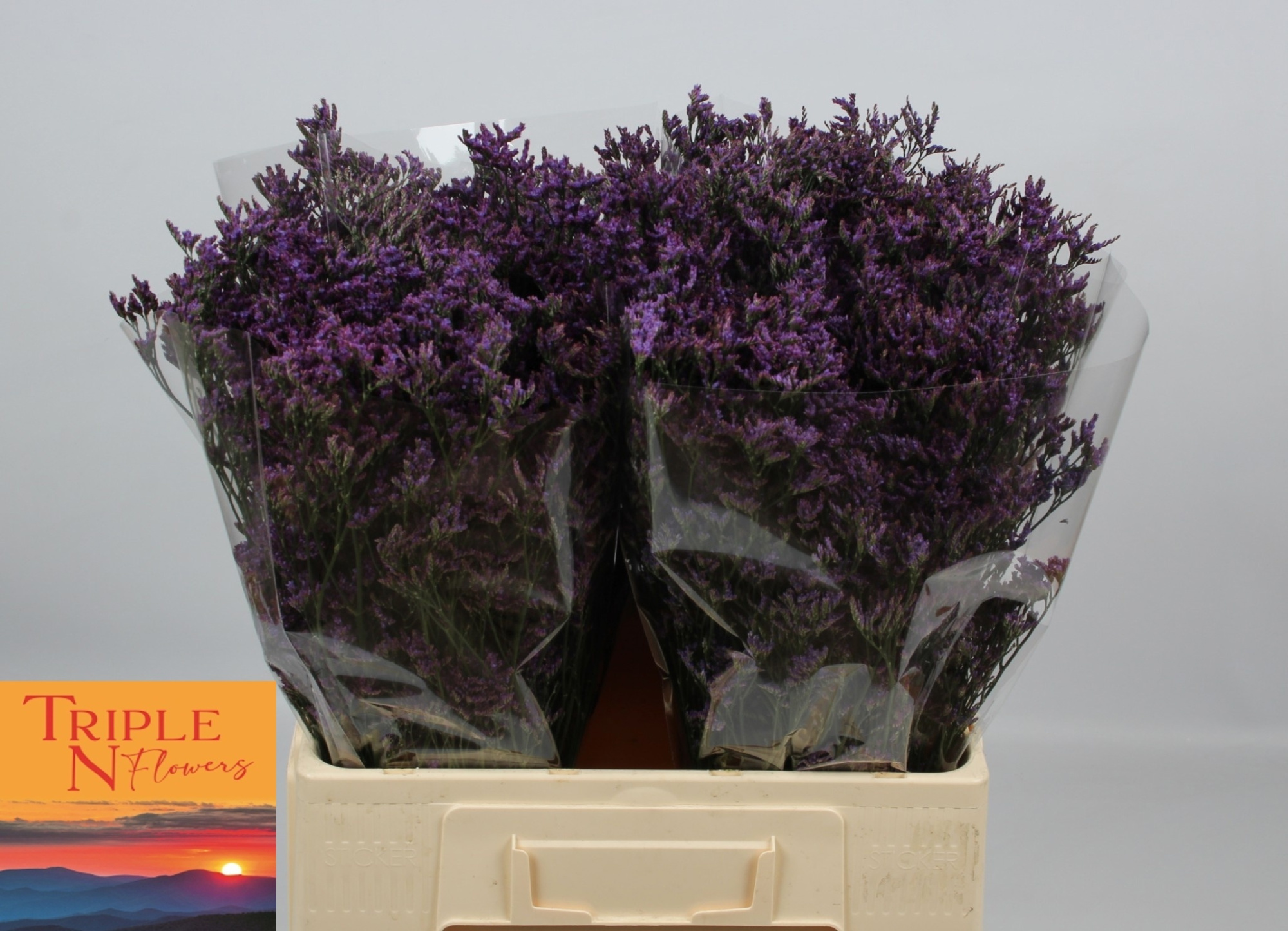 Лимониум Сафора Дарк Блю 60, шт.