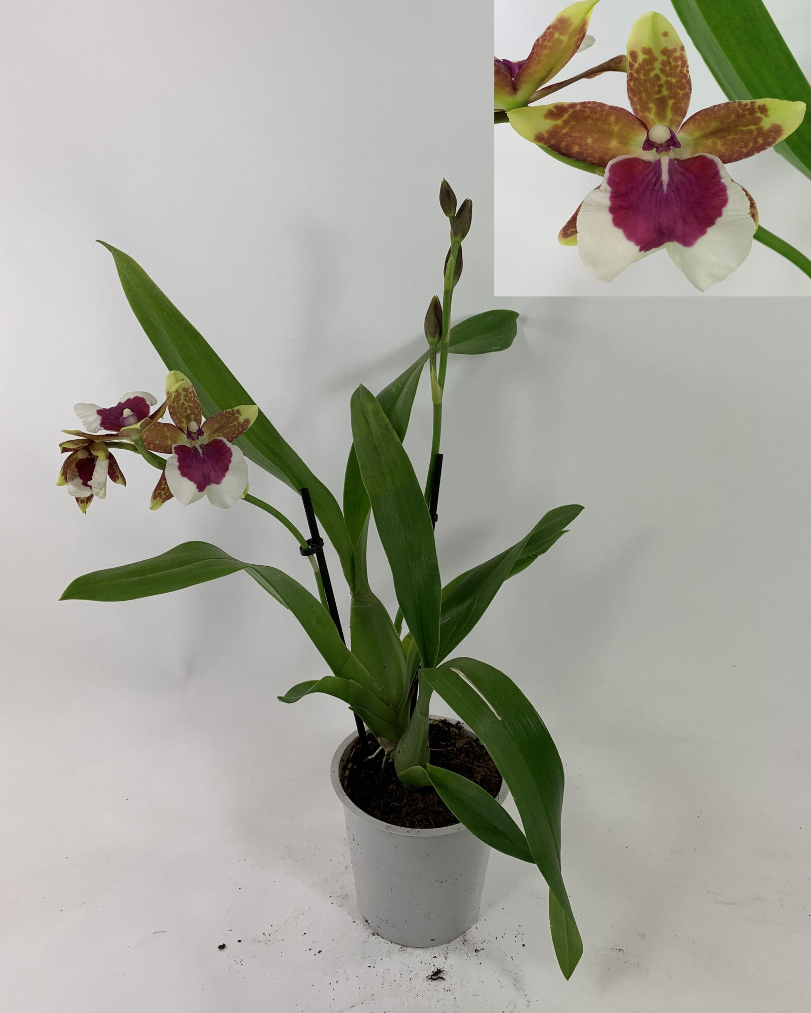 Peter Klomp 2-3 tak, D 12 cm