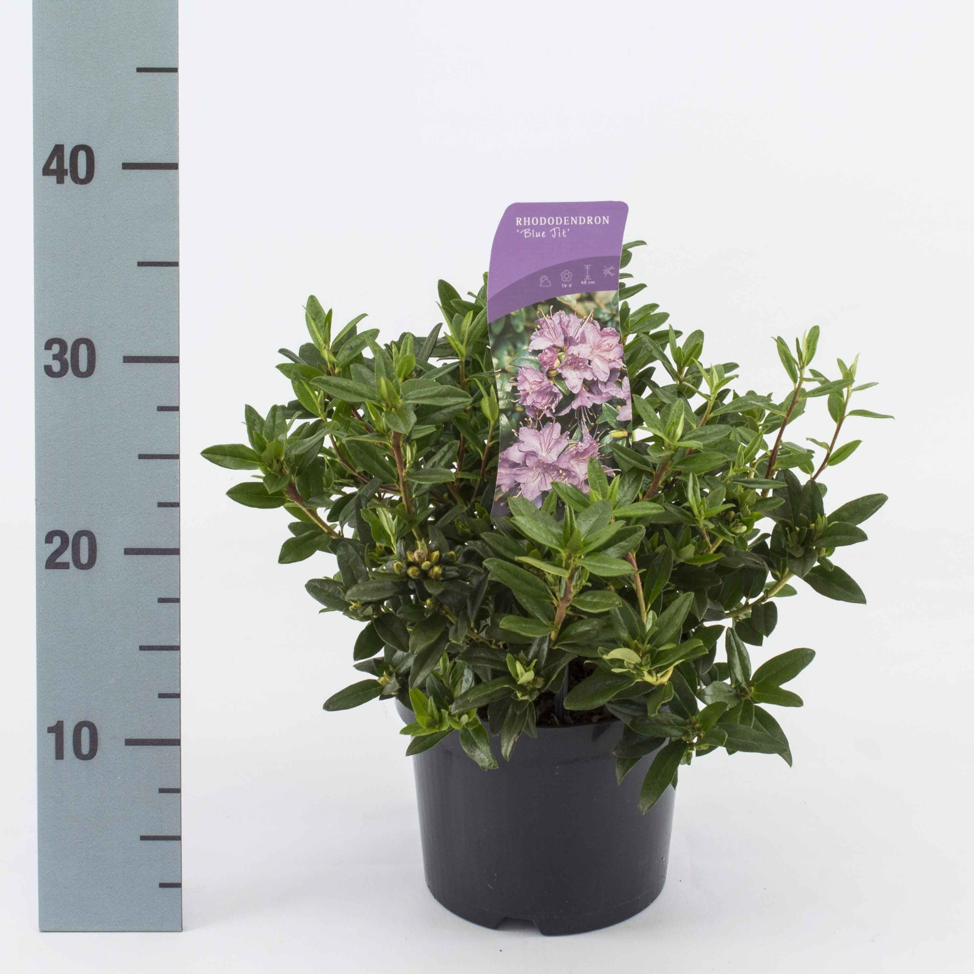 Rhododendron 'Blue Tit', D 17 cm