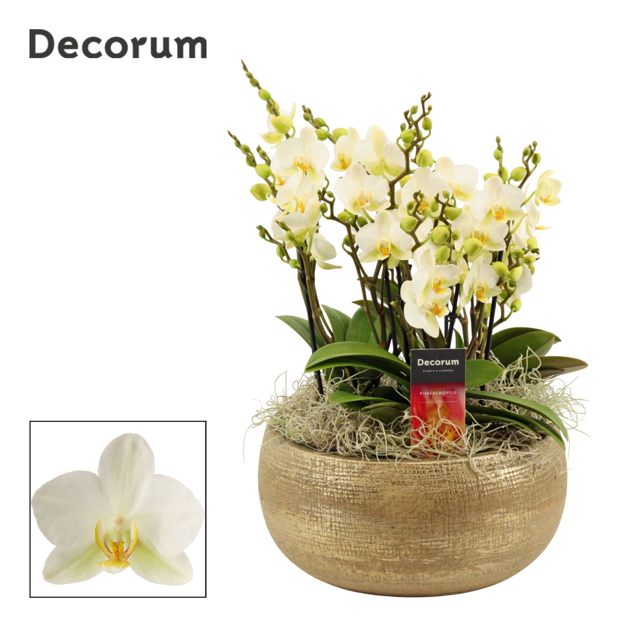 Aurelie dazzling 9+ tak symphony Lausanne (Deco-collection), D 27