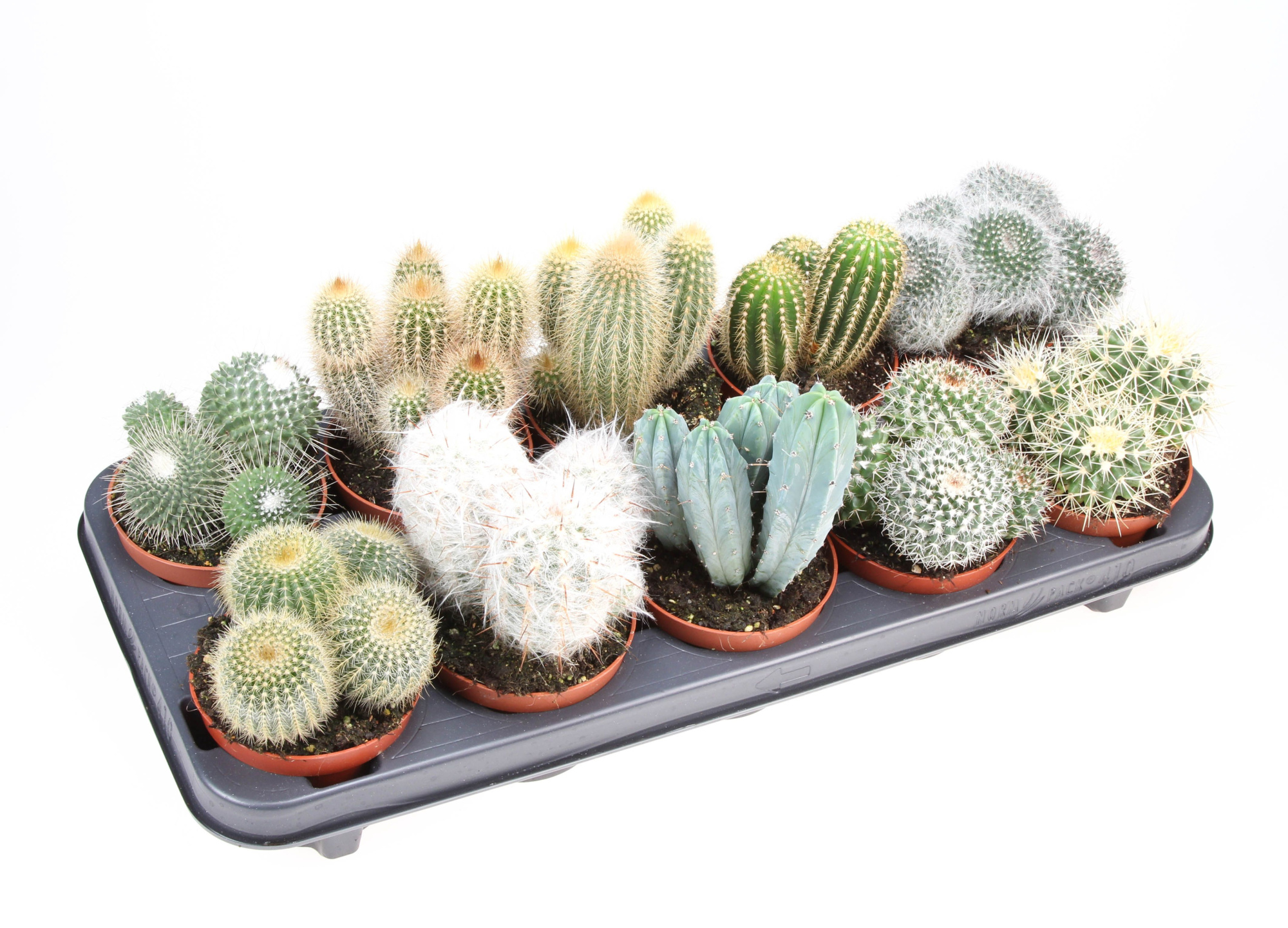 Cactus mix, D 10,5 cm