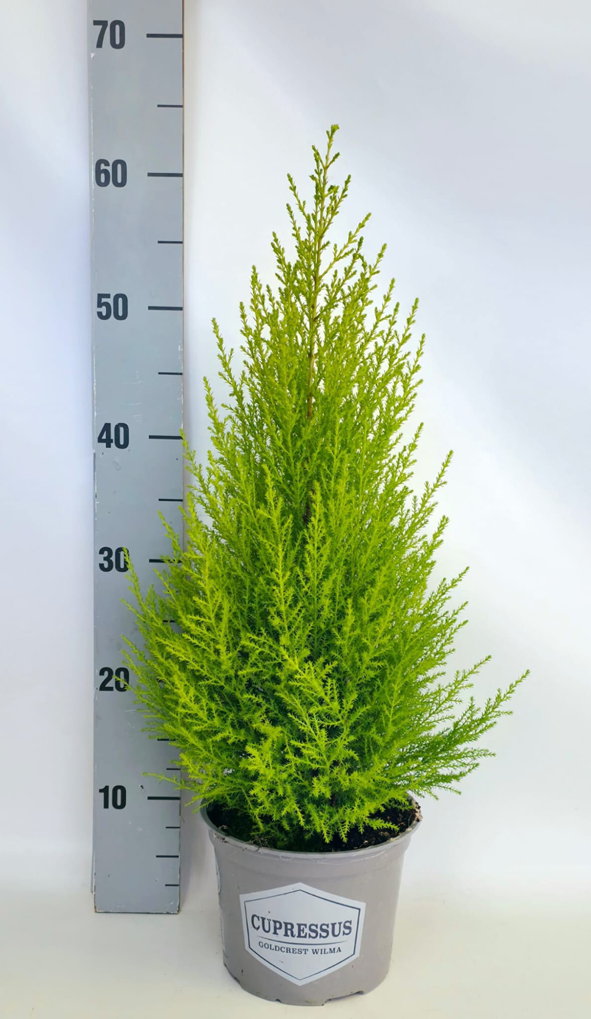 Cupressus Piramide 17cm in tray, D 17