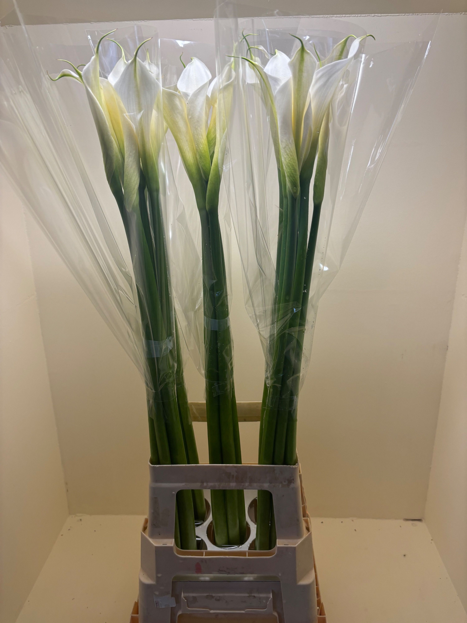 Калла Инносенс 90, шт.