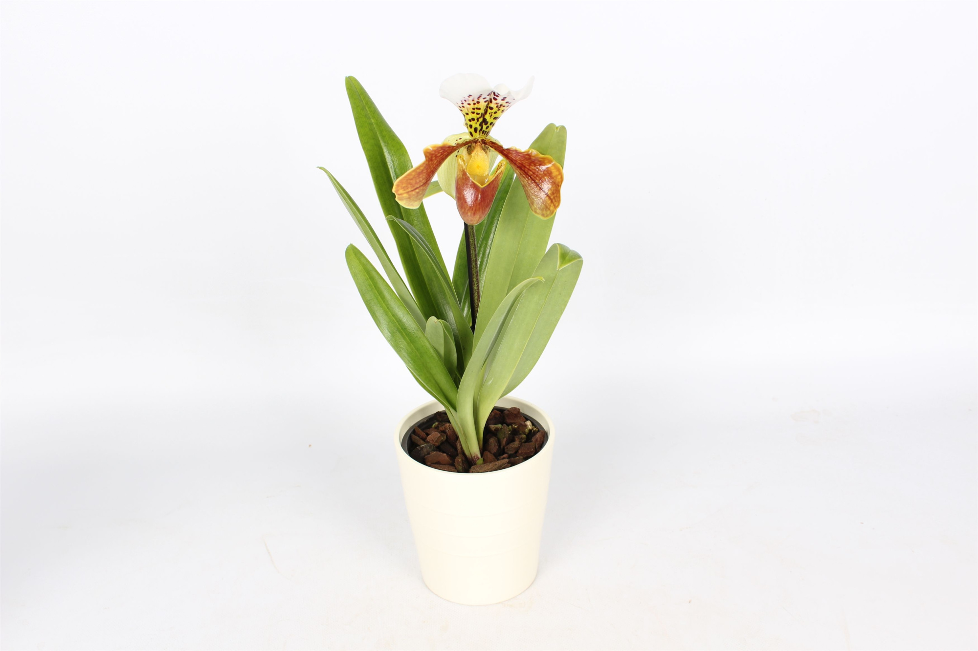 Paphiopedilum U.S.A. mix met wit keramiek, D 14